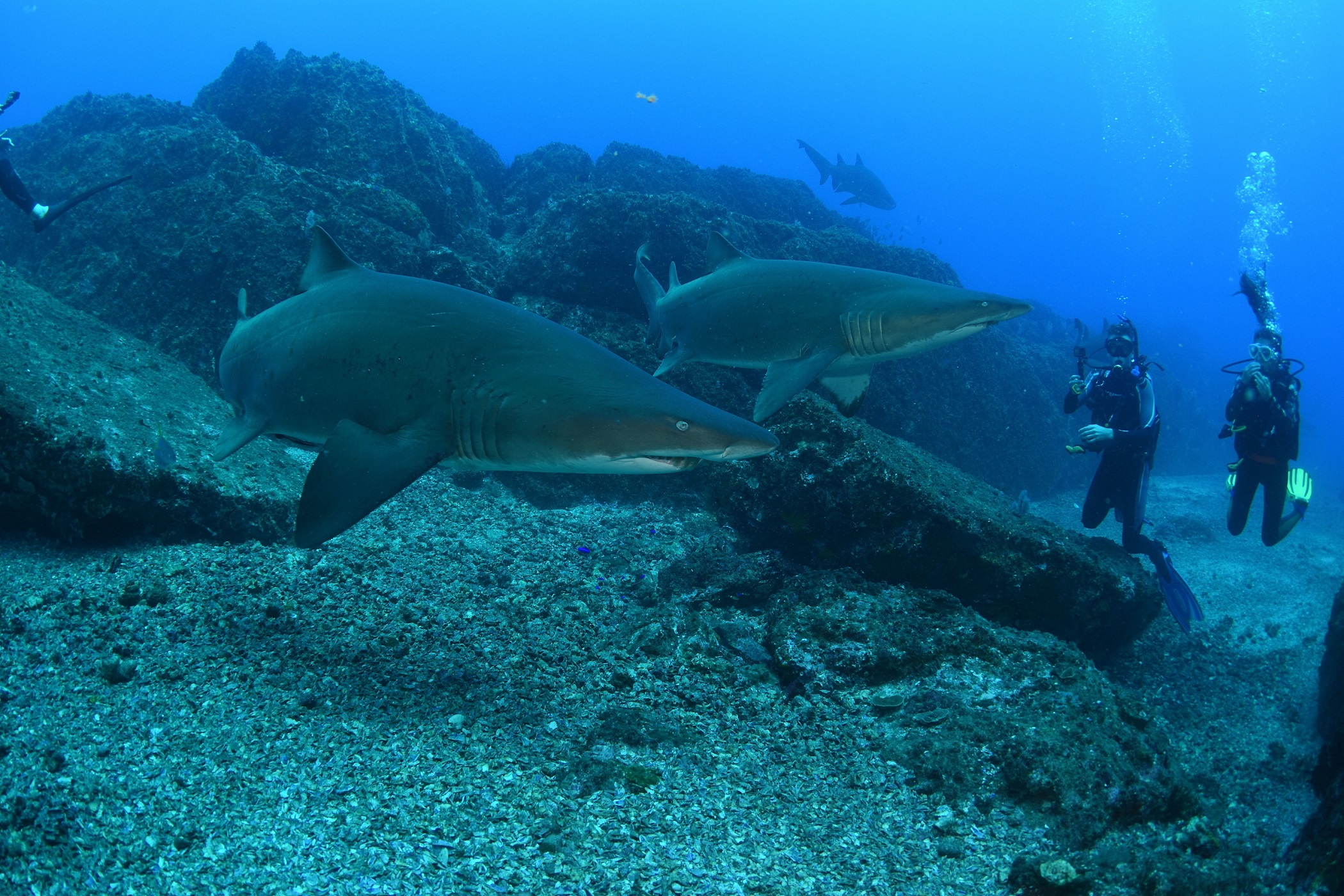 Wolf Rock Dive Site Rainbow Beach Grey Nurse Sharks | Where to see wild animals Queensland Wolf Rock Dive Site Rainbow Beach Grey Nurse Sharks | Where to see wild animals Queensland