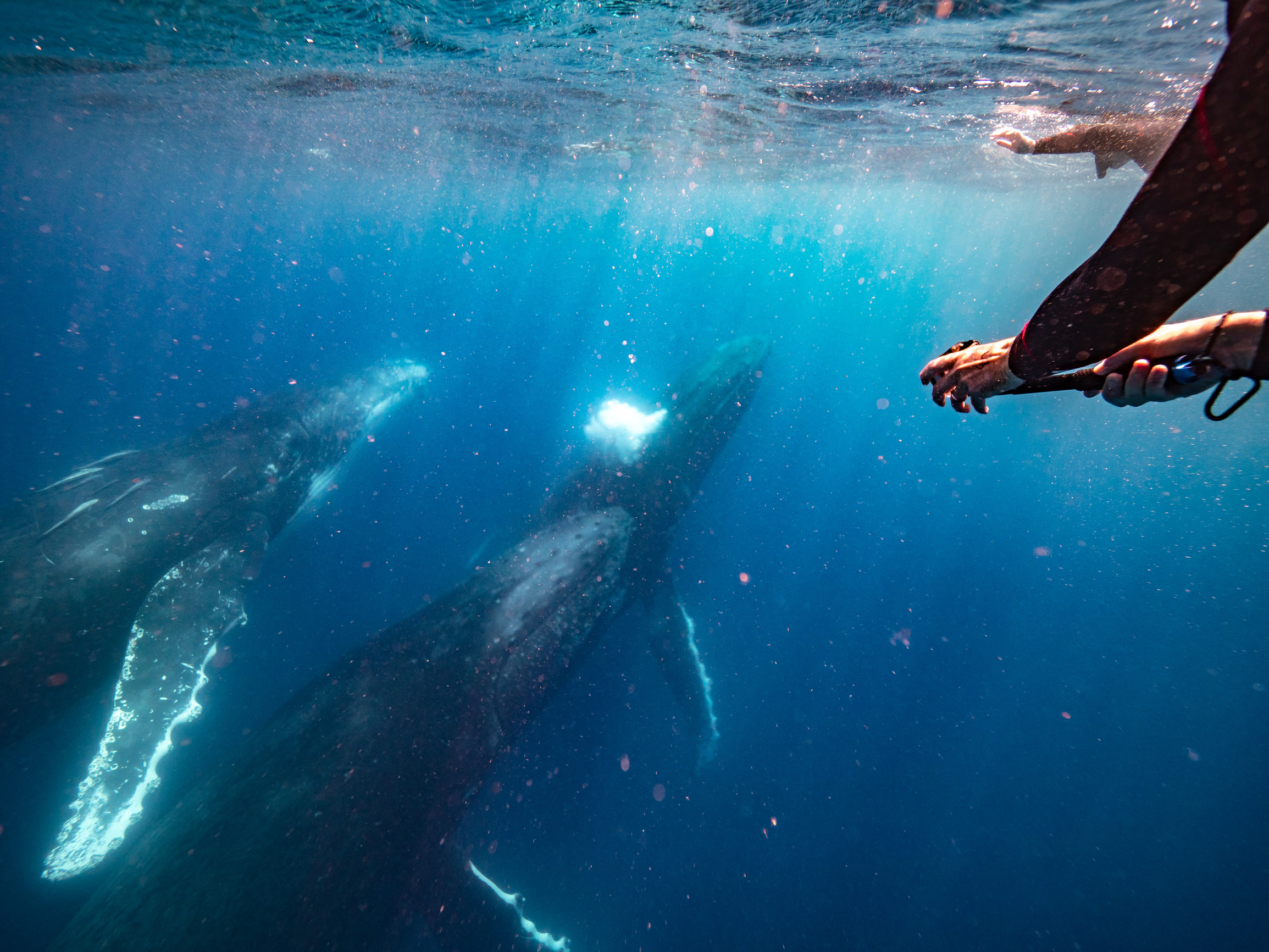 Three humpback whales swim past a person in a wetsuit Three humpback whales swim past a person in a wetsuit