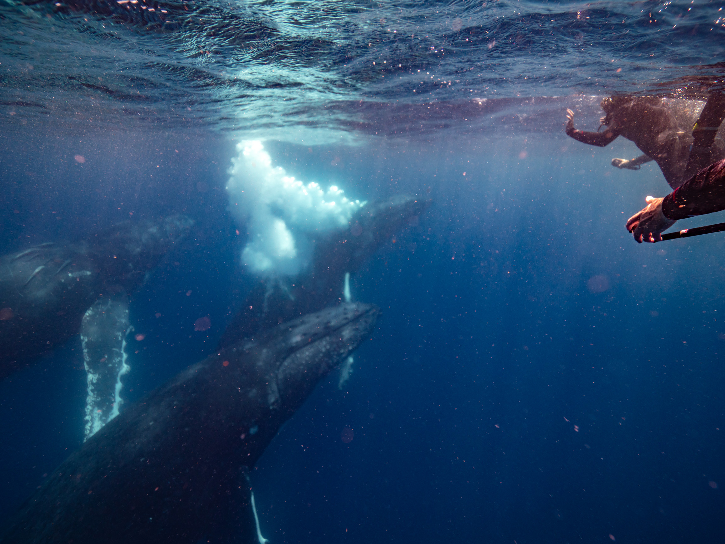 Sunreef swim with whales Mooloolaba | transformational Queensland experiences Sunreef swim with whales Mooloolaba | transformational Queensland experiences