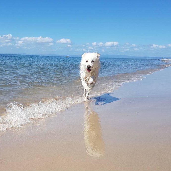 Bribie Island | Brisbane dog beach Bribie Island | Brisbane dog beach
