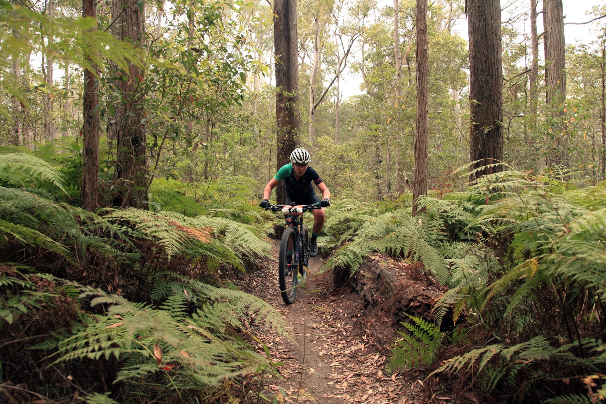 Female MTB rider cycling forest trails at Ewen Maddock Dam, Sunshine Coast Female MTB rider cycling forest trails at Ewen Maddock Dam, Sunshine Coast