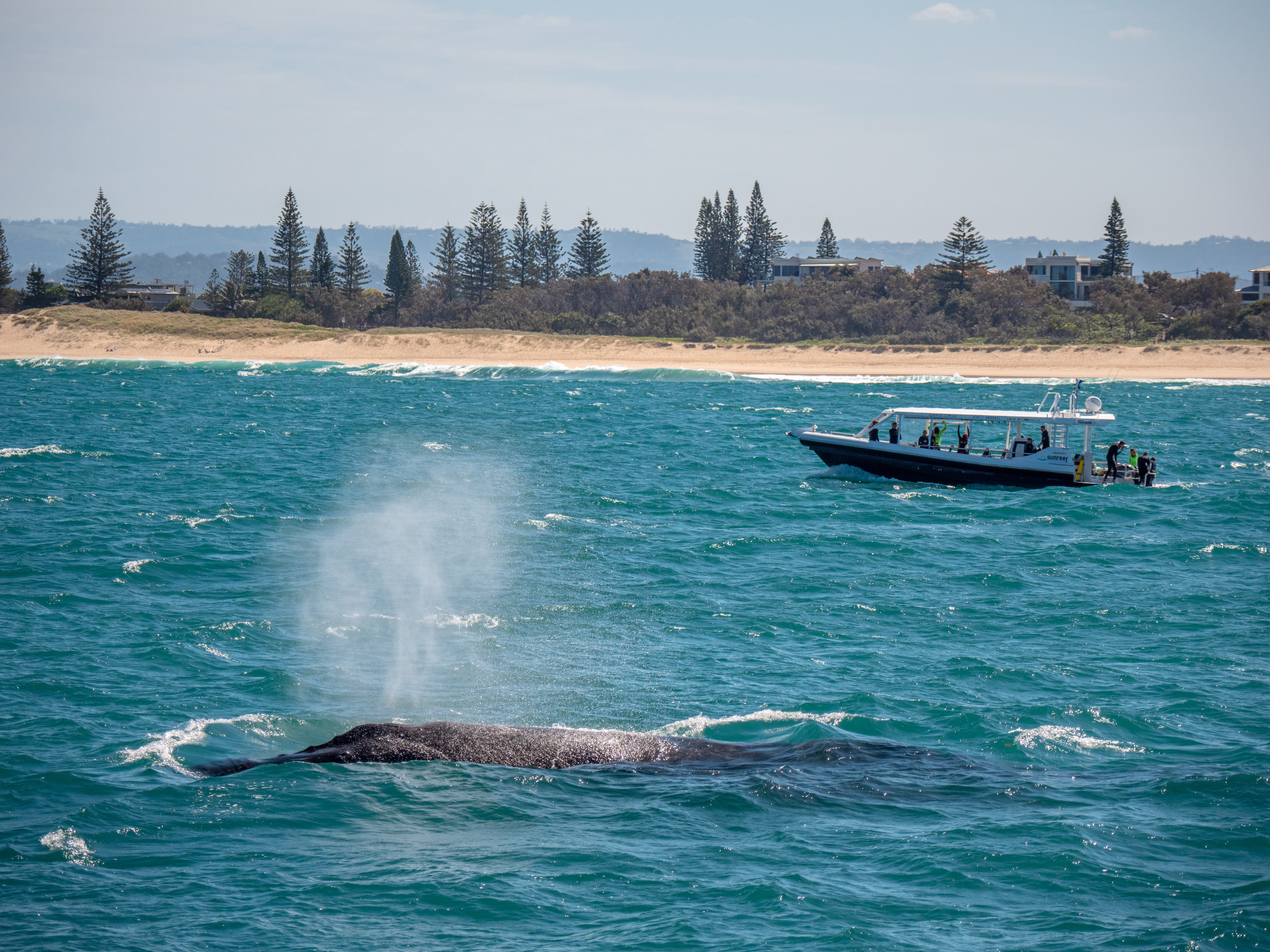 humpack whales Sunreef Whale Watching Sunshine Coast | facts about humpback whales Queensland