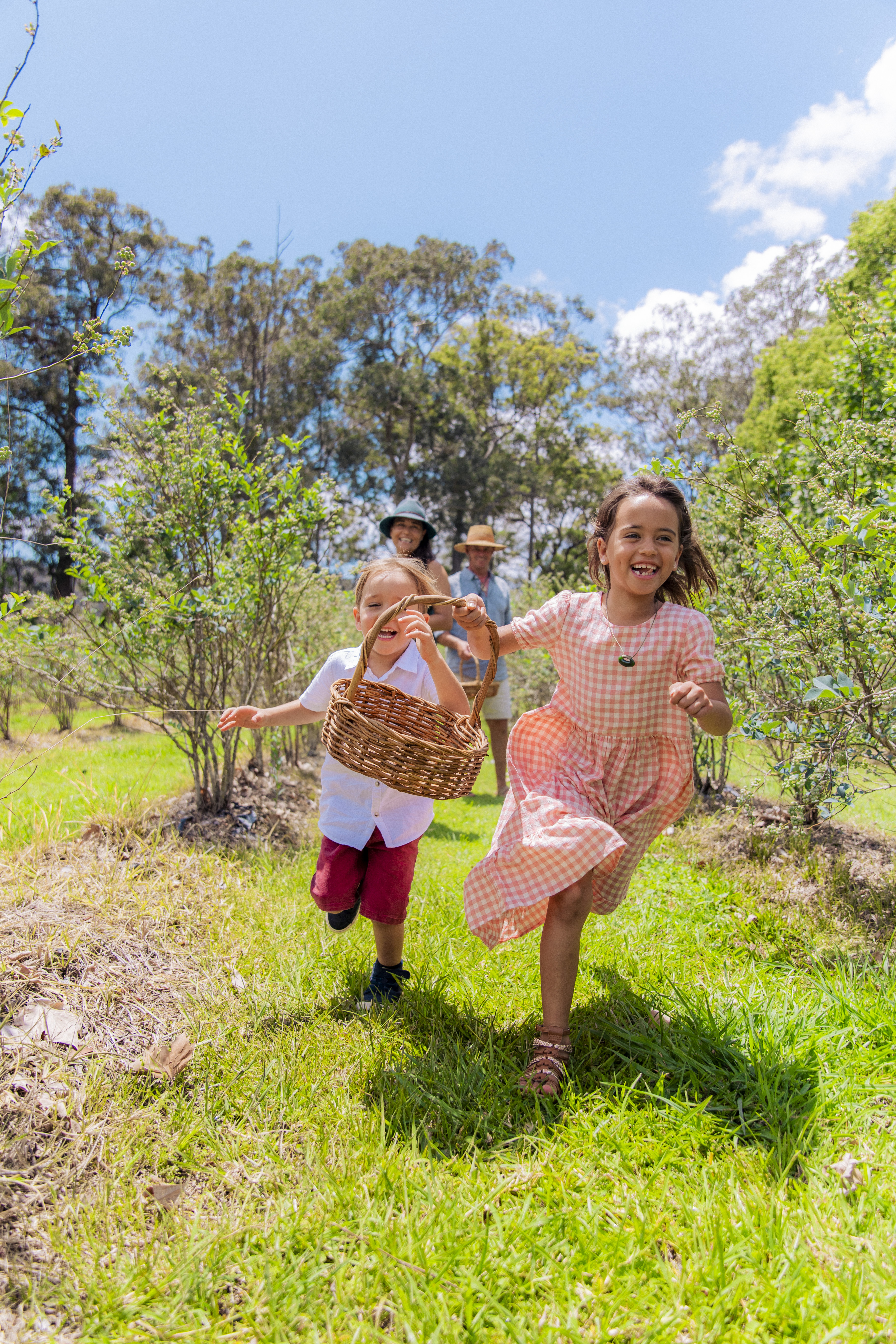 Strawberry picking in the Noosa hinterland Cooloola Berries | eat local sunshine coast