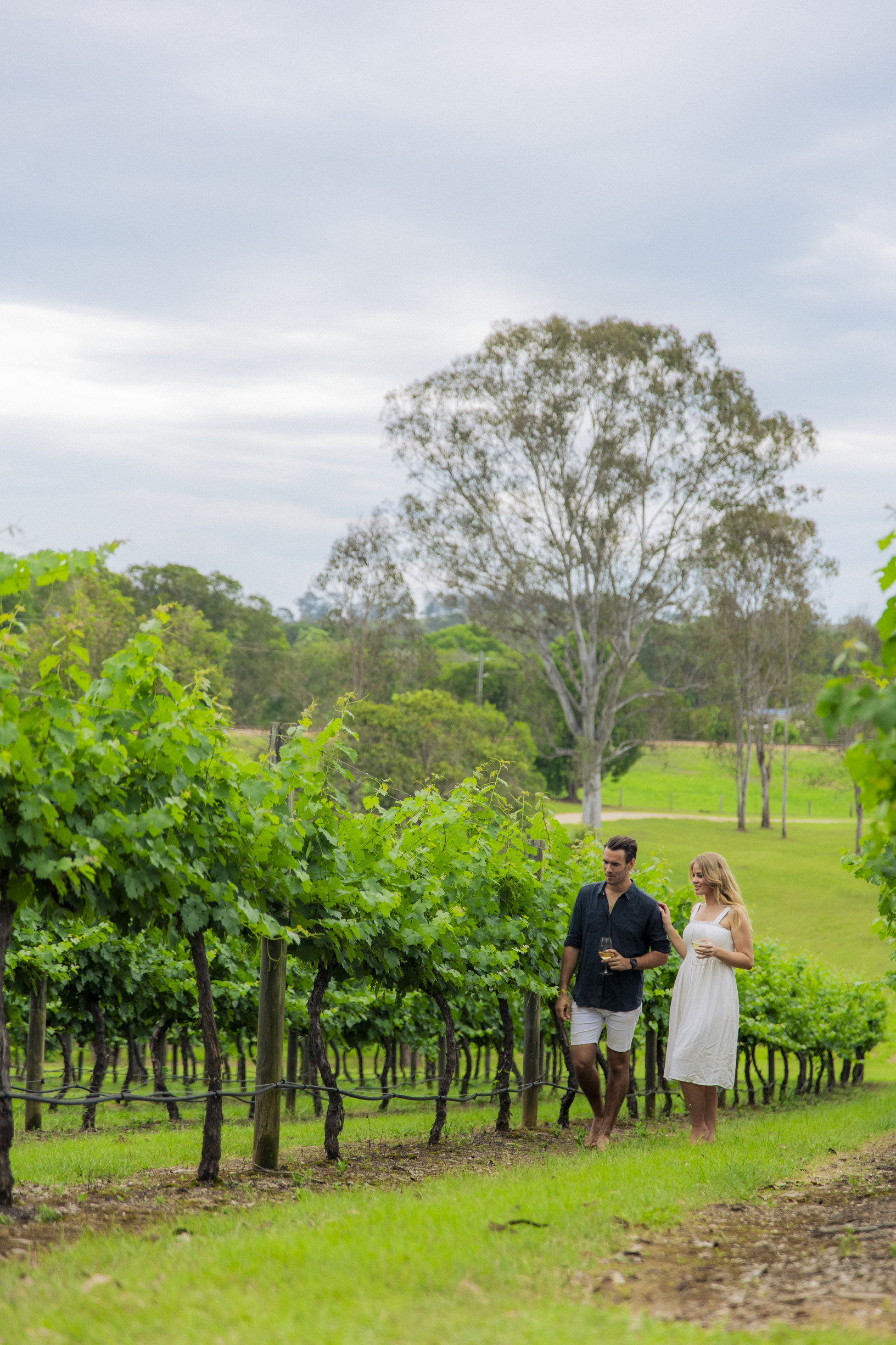 Dingo Creek Vineyard | eat local sunshine coast