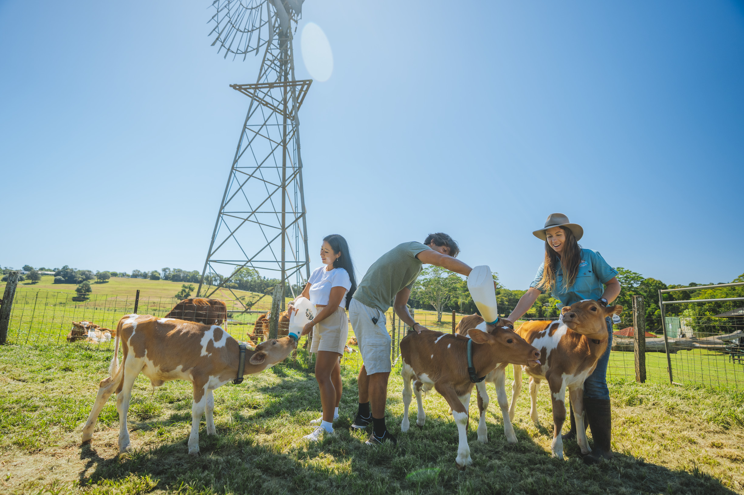 Couple feeding some baby cows at Maleny Dairies | eat local sunshine coast