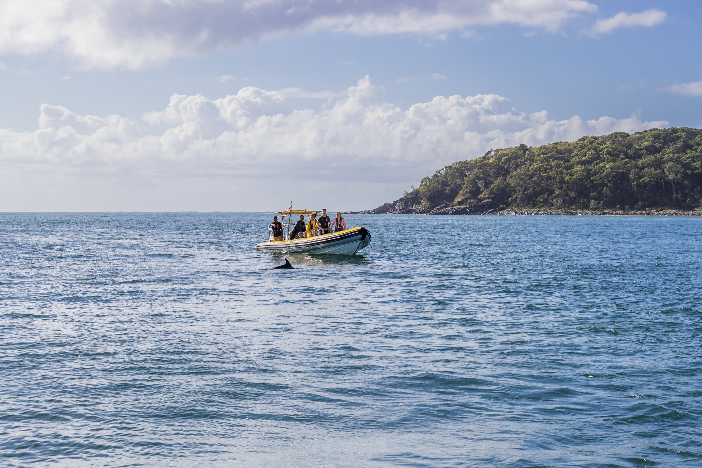 Dolphin swims in front of the Noosa Oceanrider boat