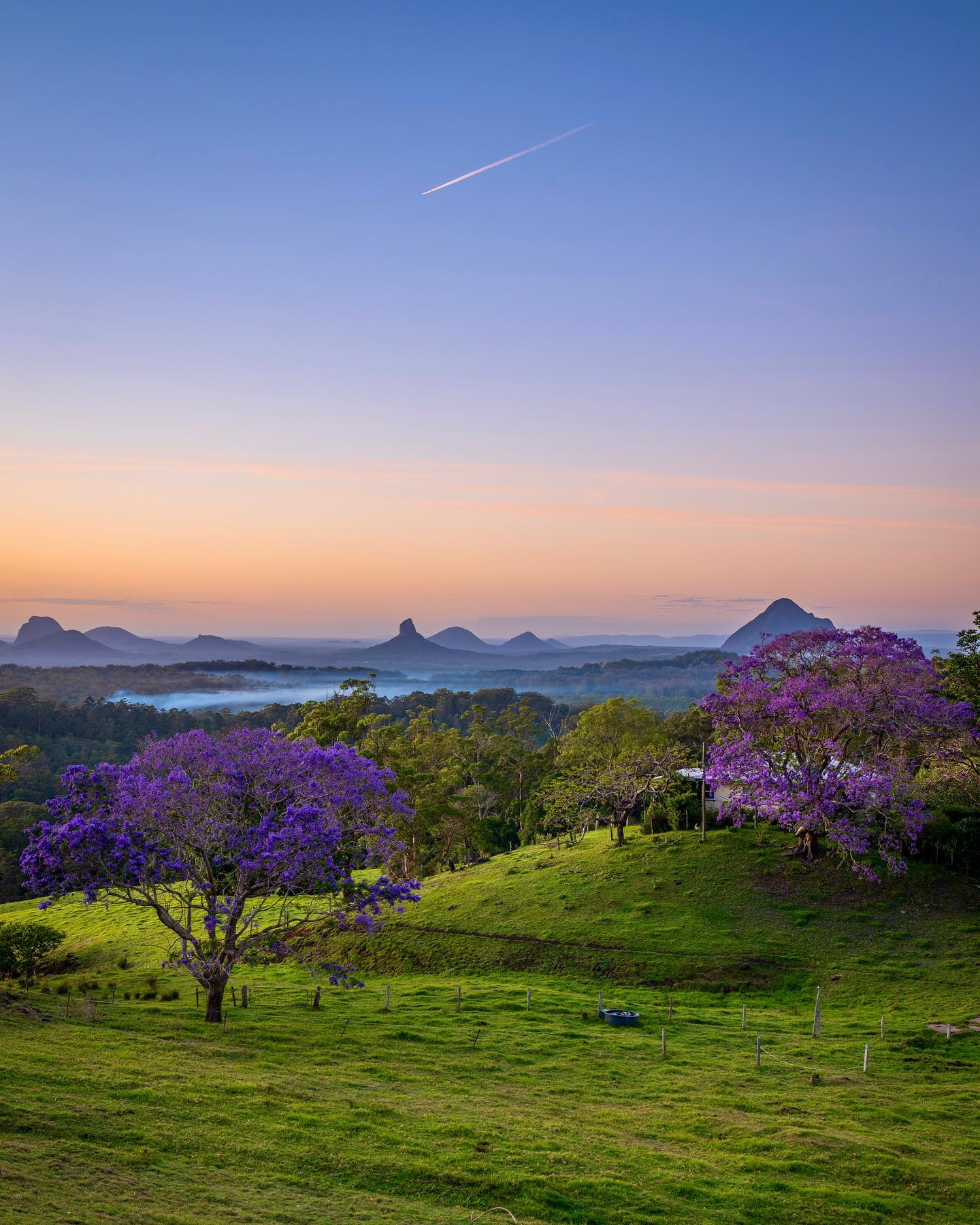 Jacarandas and Glass House Mountains, Sunshine Coast Hinterland | where to see jacarandas in Queensland Jacarandas and Glass House Mountains, Sunshine Coast Hinterland | where to see jacarandas in Queensland