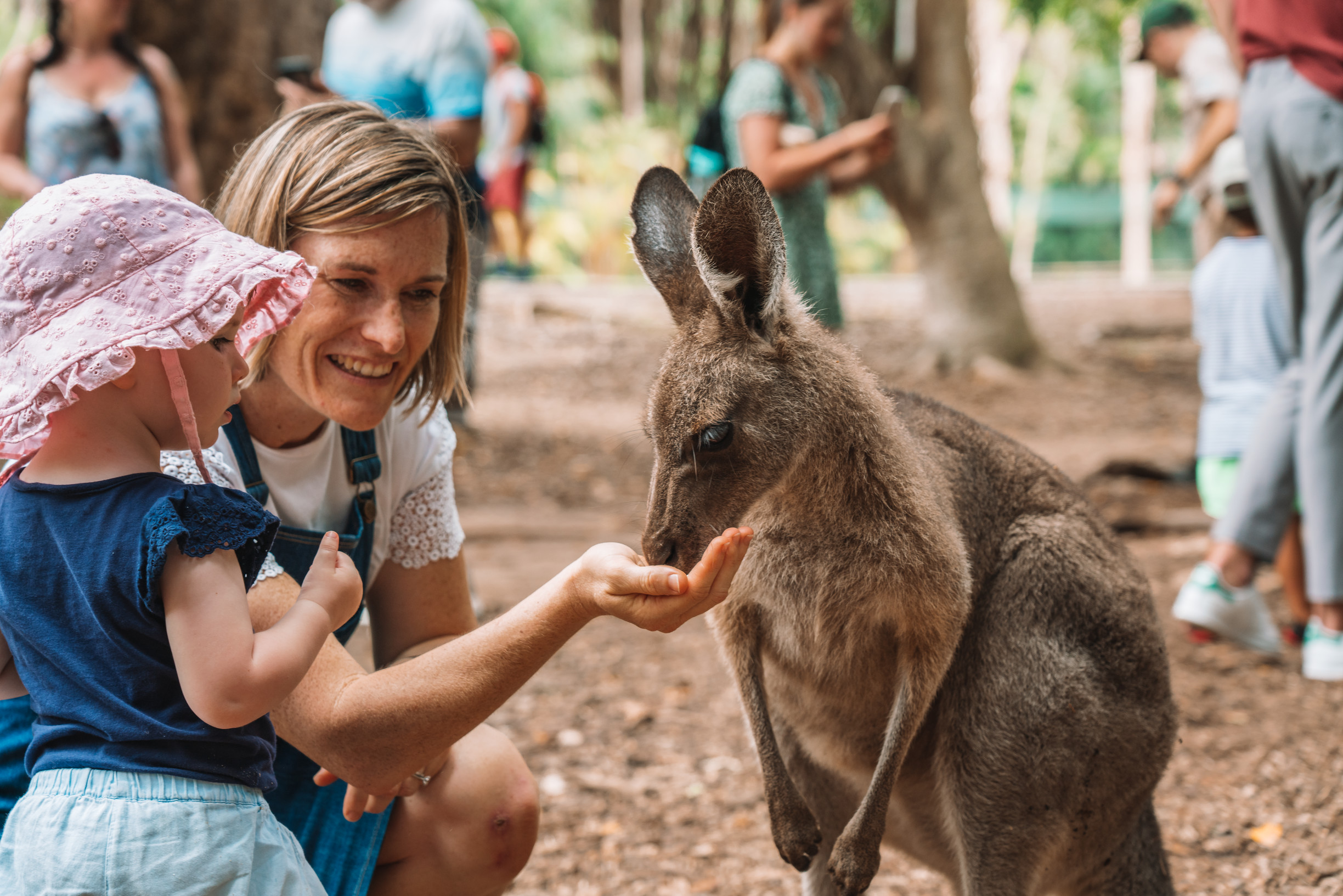 Feeding a kangaroo at Australia Zoo | family holidays Queensland Feeding a kangaroo at Australia Zoo | family holidays Queensland