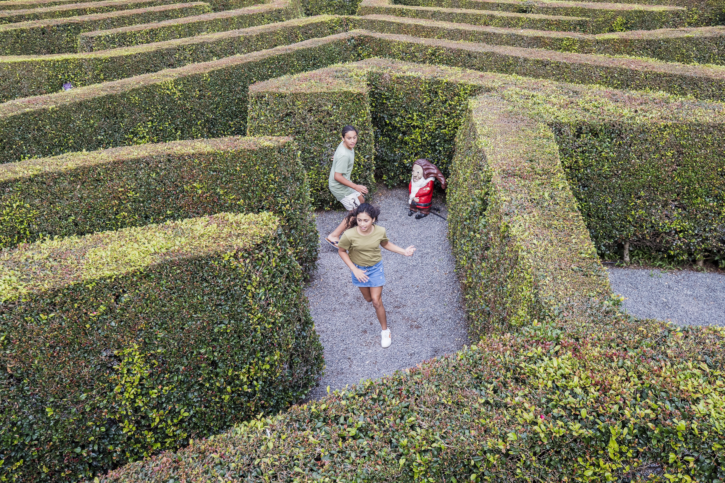 Kids exploring the Bellingham Hedge Maze Kids exploring the Bellingham Hedge Maze