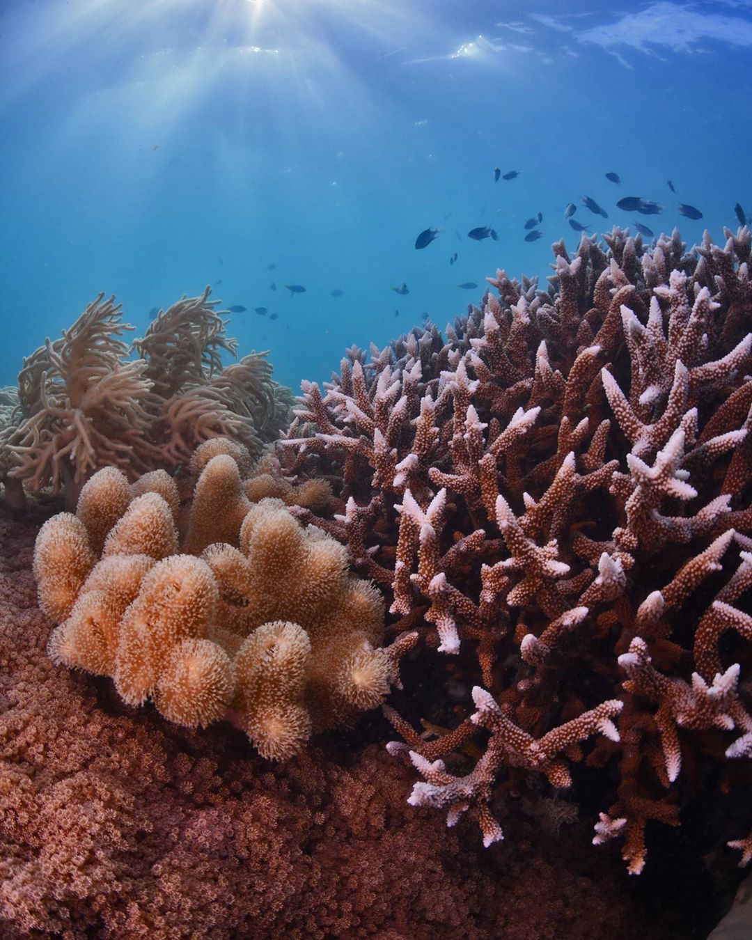 scuba dive The Whitsundays scuba dive The Whitsundays