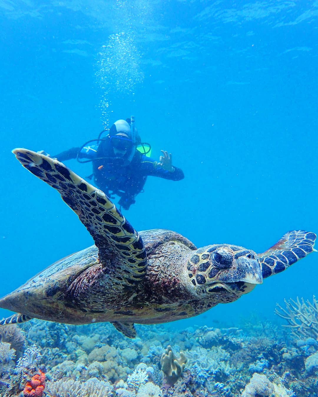 scuba dive The Whitsundays scuba dive The Whitsundays