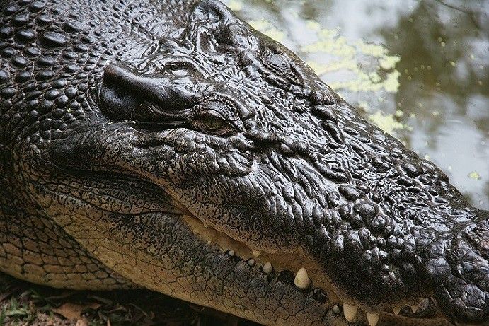 croc encounter in Queensland croc encounter in Queensland