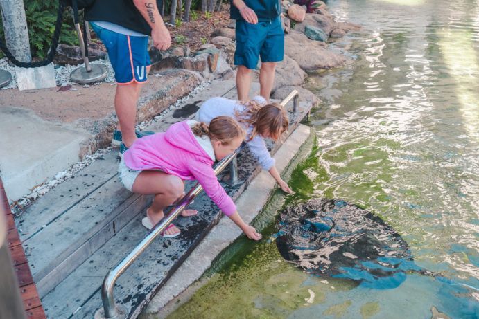 Living Reef at Daydream Island | meet native wildlife Queensland Living Reef at Daydream Island | meet native wildlife Queensland