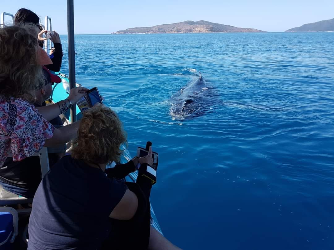Humpback whale swims toward small whale watching boat Humpback whale swims toward small whale watching boat