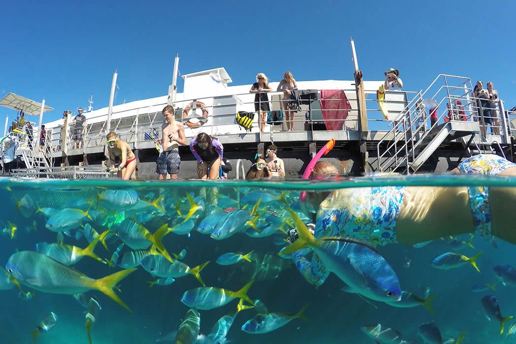 A tour group on the edge of a boat about to jump in and snorkel on the Great Barrier Reef A tour group on the edge of a boat about to jump in and snorkel on the Great Barrier Reef