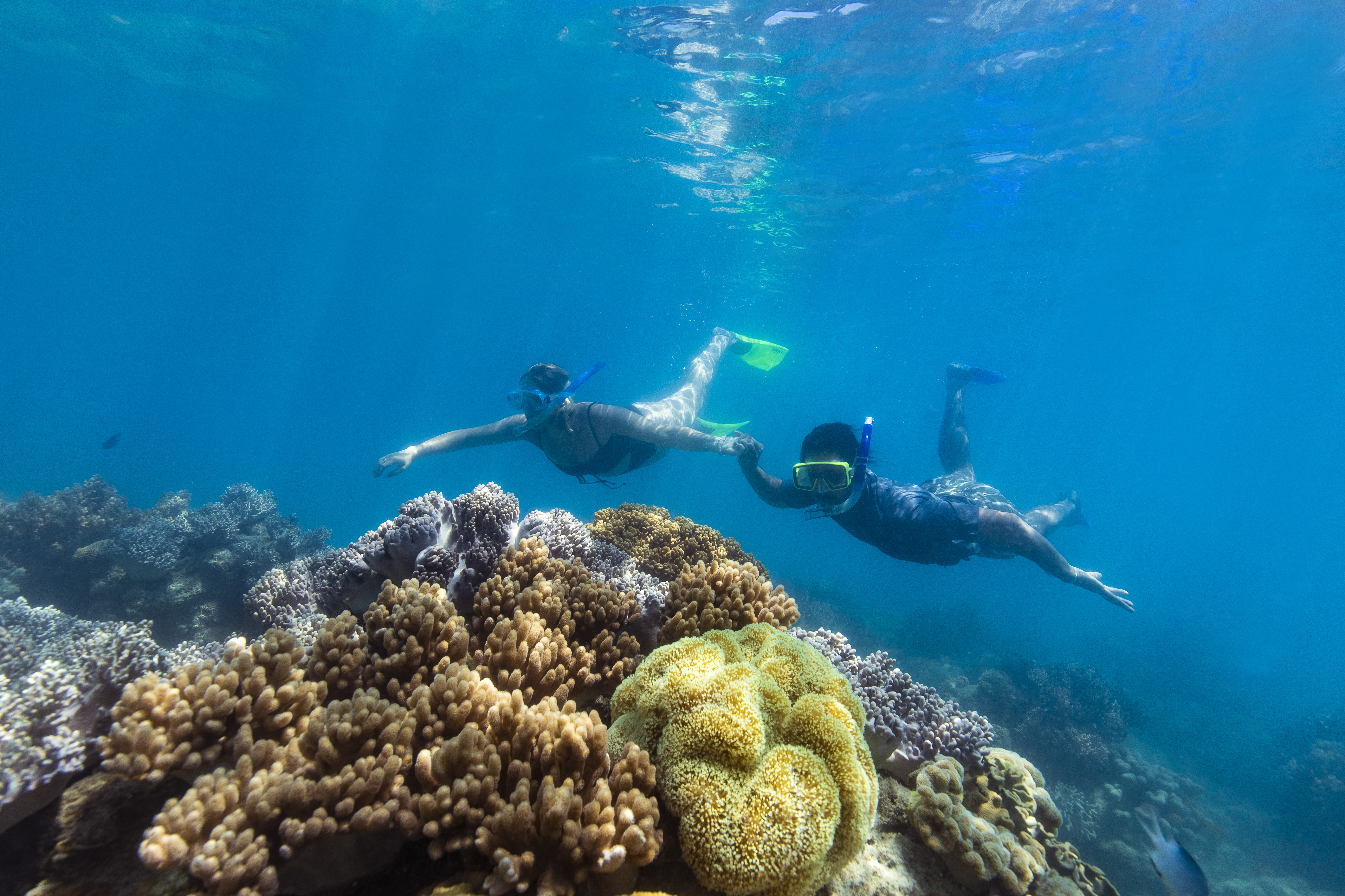 Couple snorkelling on the reef, while on a Sail & Snorkel cruise to Whitehaven & Chalkies Beach Couple snorkelling on the reef, while on a Sail & Snorkel cruise to Whitehaven & Chalkies Beach