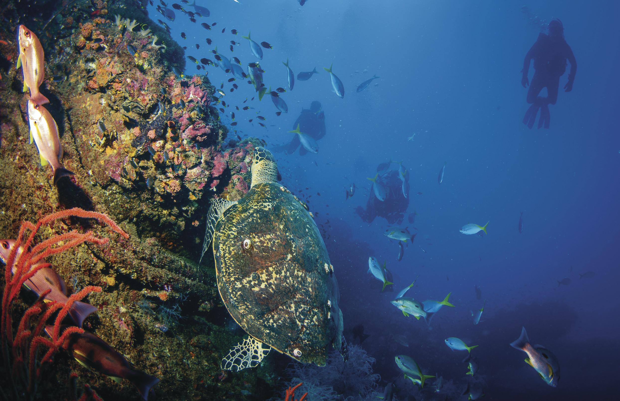 Diving SS Yongala Wreck | Great Barrier Reef tours Diving SS Yongala Wreck | Great Barrier Reef tours