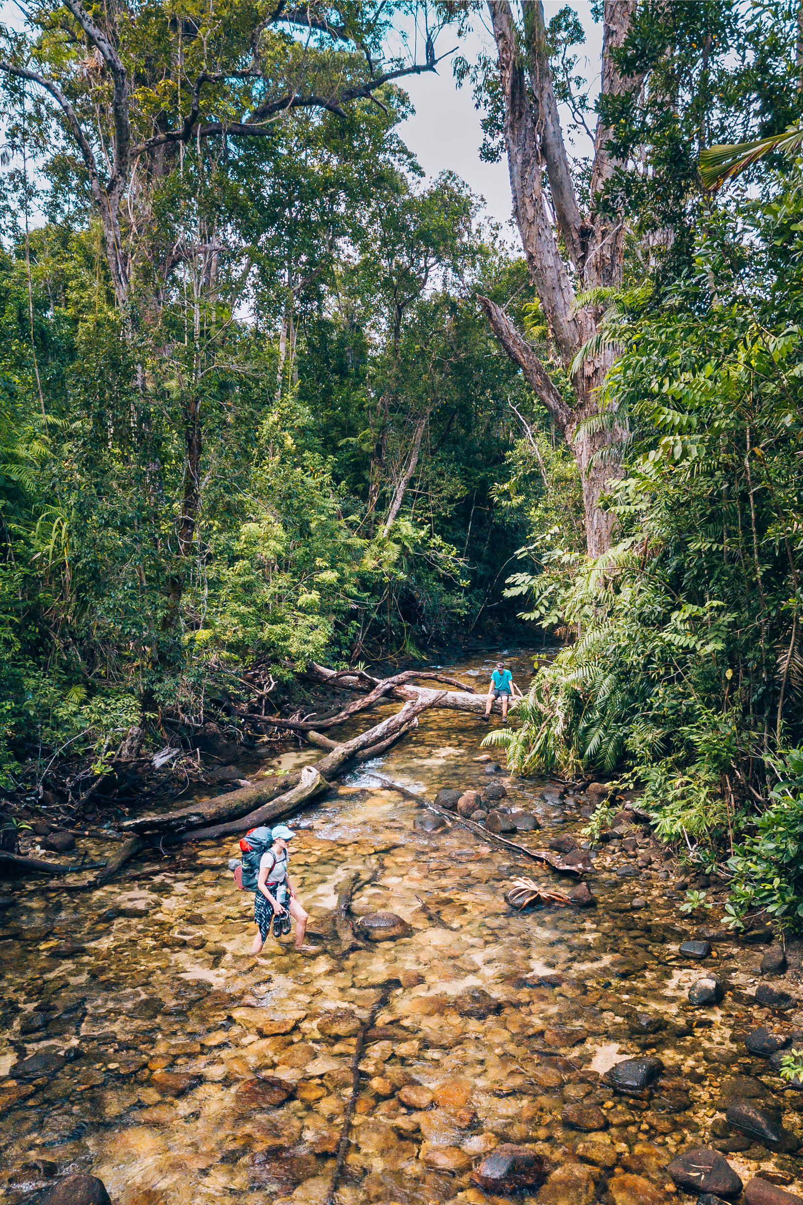 Two hikers wade across a creek in the rainforest Two hikers wade across a creek in the rainforest