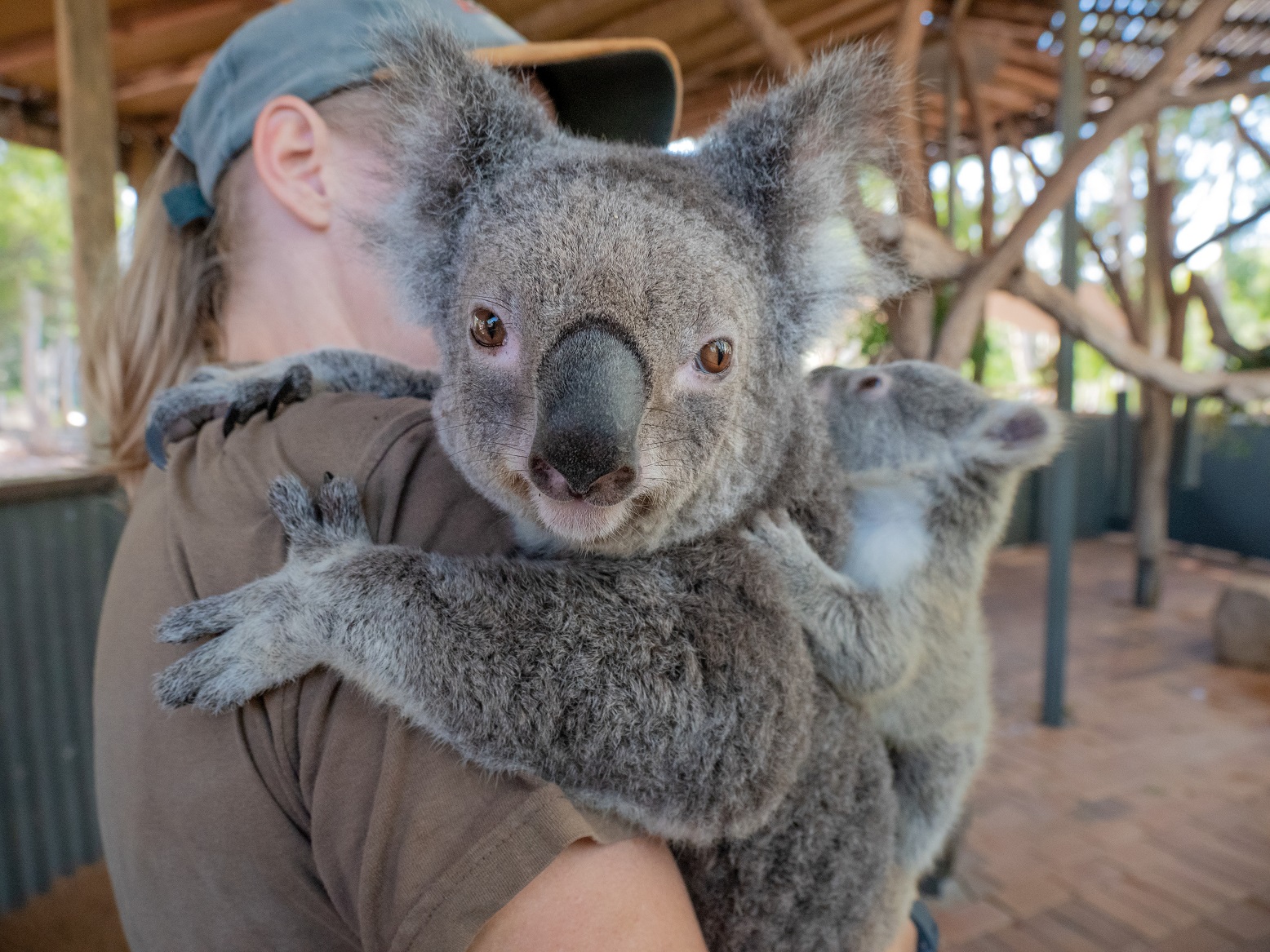 Koala experience Billabong Sanctuary | Best zoos and wildlife parks Queensland Koala experience Billabong Sanctuary | Best zoos and wildlife parks Queensland