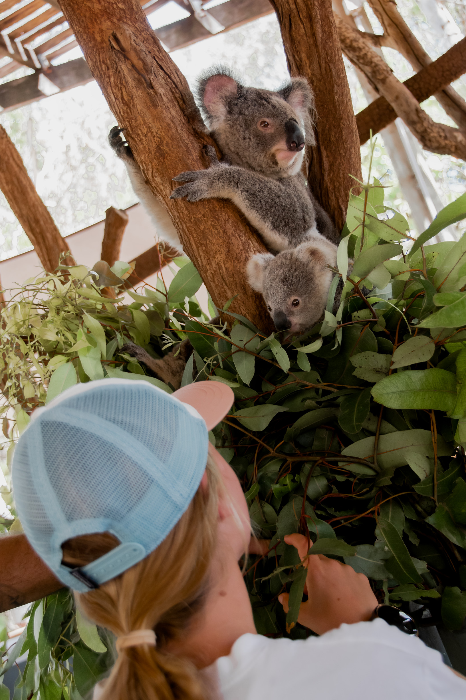 Koala in the tree at Billabong Sanctuary | school holiday activities Townsville Koala in the tree at Billabong Sanctuary | school holiday activities Townsville
