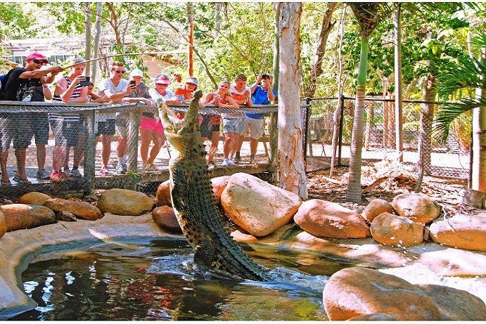 Billabong Sanctuary | croc encounter in Queensland Billabong Sanctuary | croc encounter in Queensland