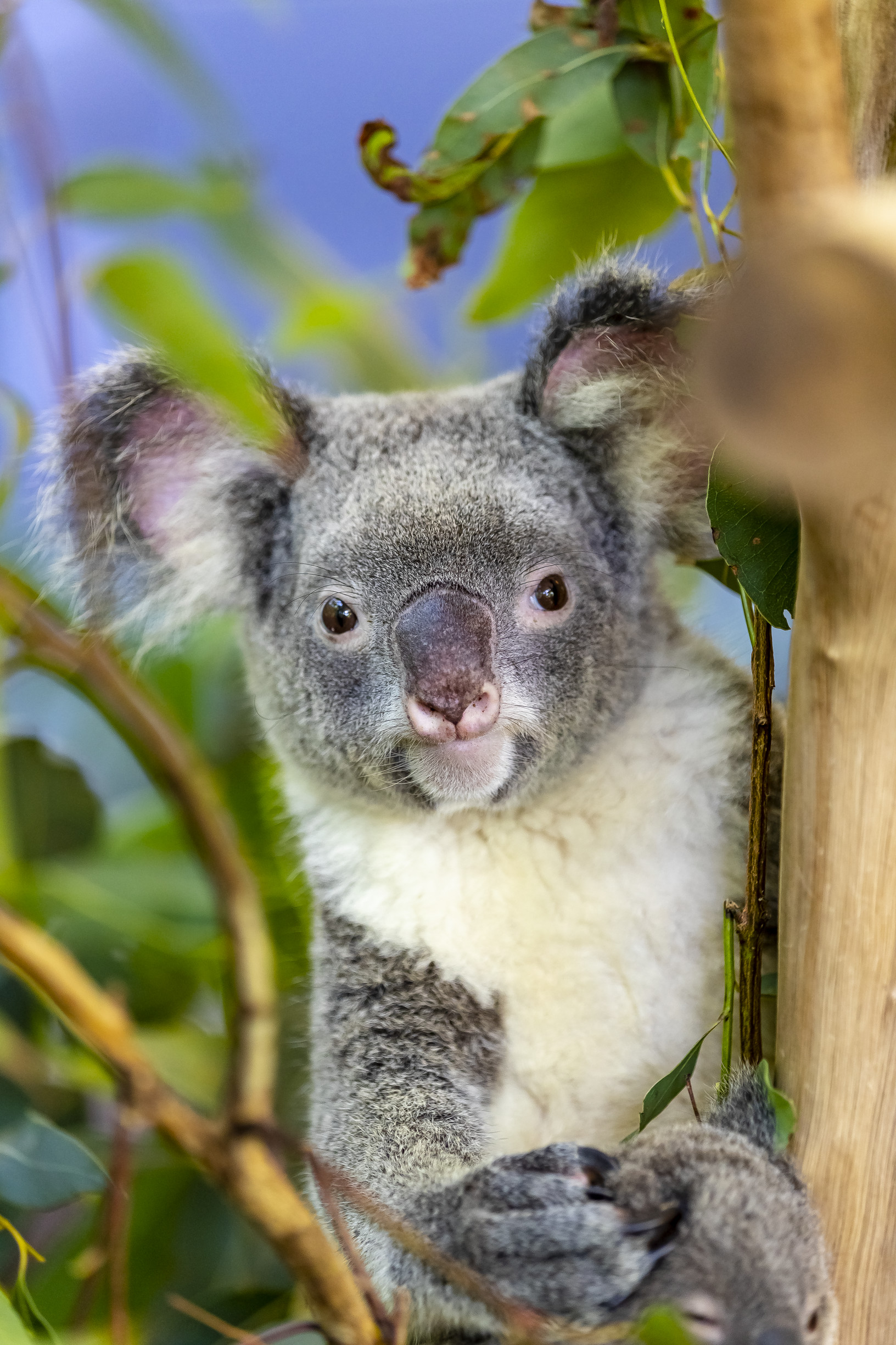 Koala at Bungalow Bay Koala Village | best holidays for kids magnetic island Koala at Bungalow Bay Koala Village | best holidays for kids magnetic island