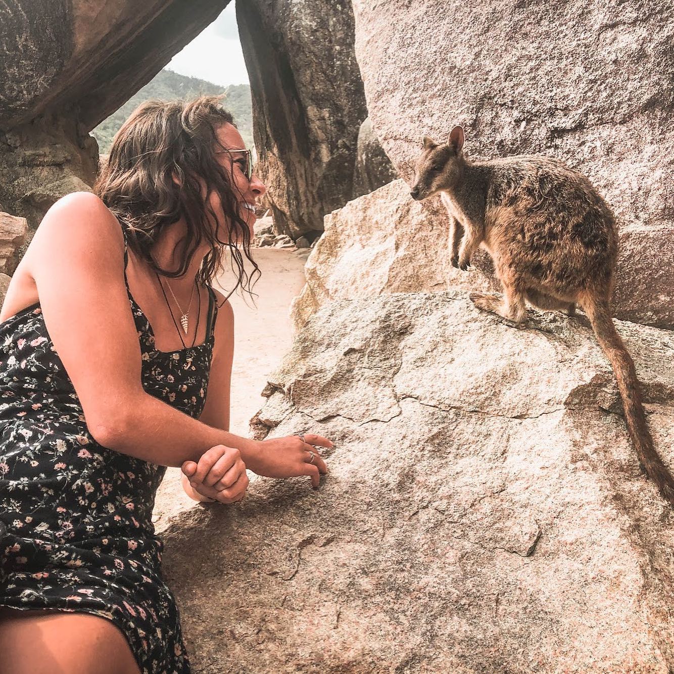 Rock wallabies Magnetic Island | Where to see wild animals Queensland Rock wallabies Magnetic Island | Where to see wild animals Queensland