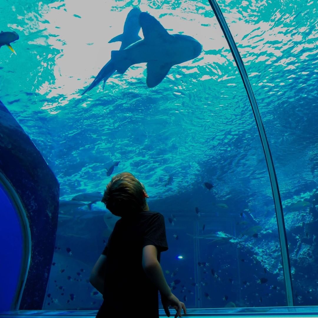 Reef HQ aquarium Townsville | meet native wildlife Queensland Reef HQ aquarium Townsville | meet native wildlife Queensland