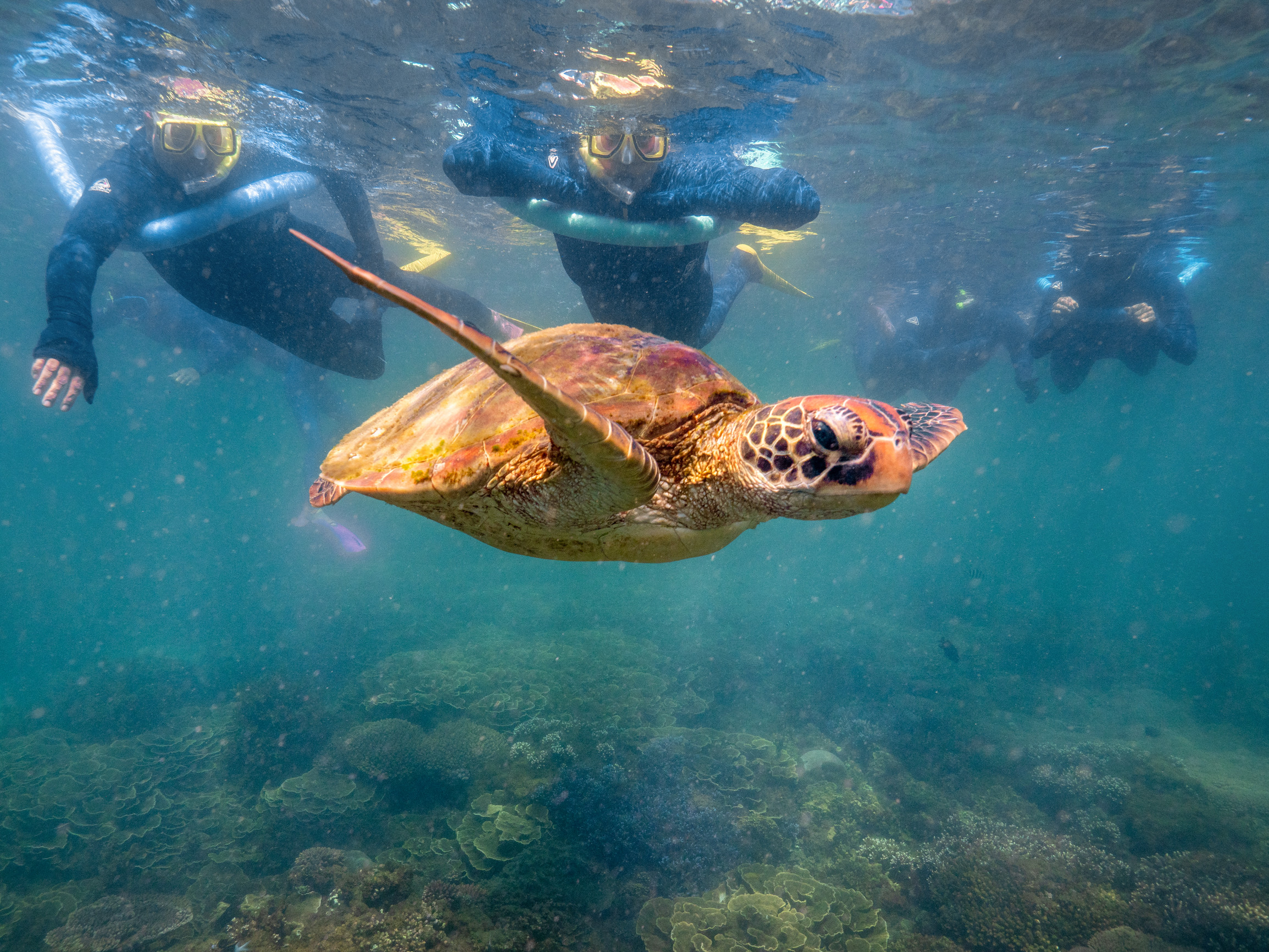 Snorkellers looking at a turtle while on a Magnetic Island Discovery Tour with Aquascene Magnetic Island | best holidays for kids magnetic island Snorkellers looking at a turtle while on a Magnetic Island Discovery Tour with Aquascene Magnetic Island | best holidays for kids magnetic island