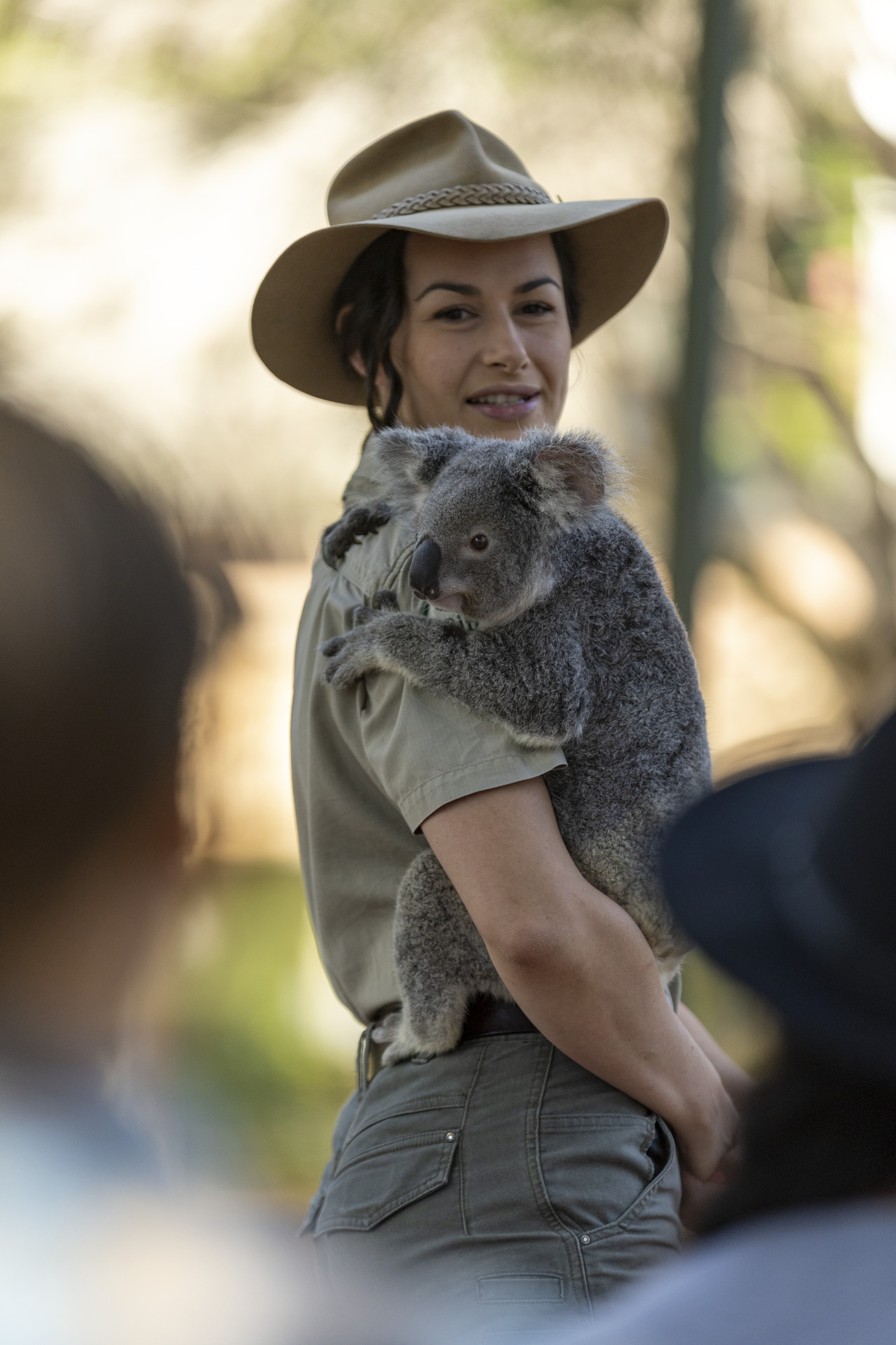 Wildlife ranger holding koala at Billabong Sanctuary, Townsville Wildlife ranger holding koala at Billabong Sanctuary, Townsville