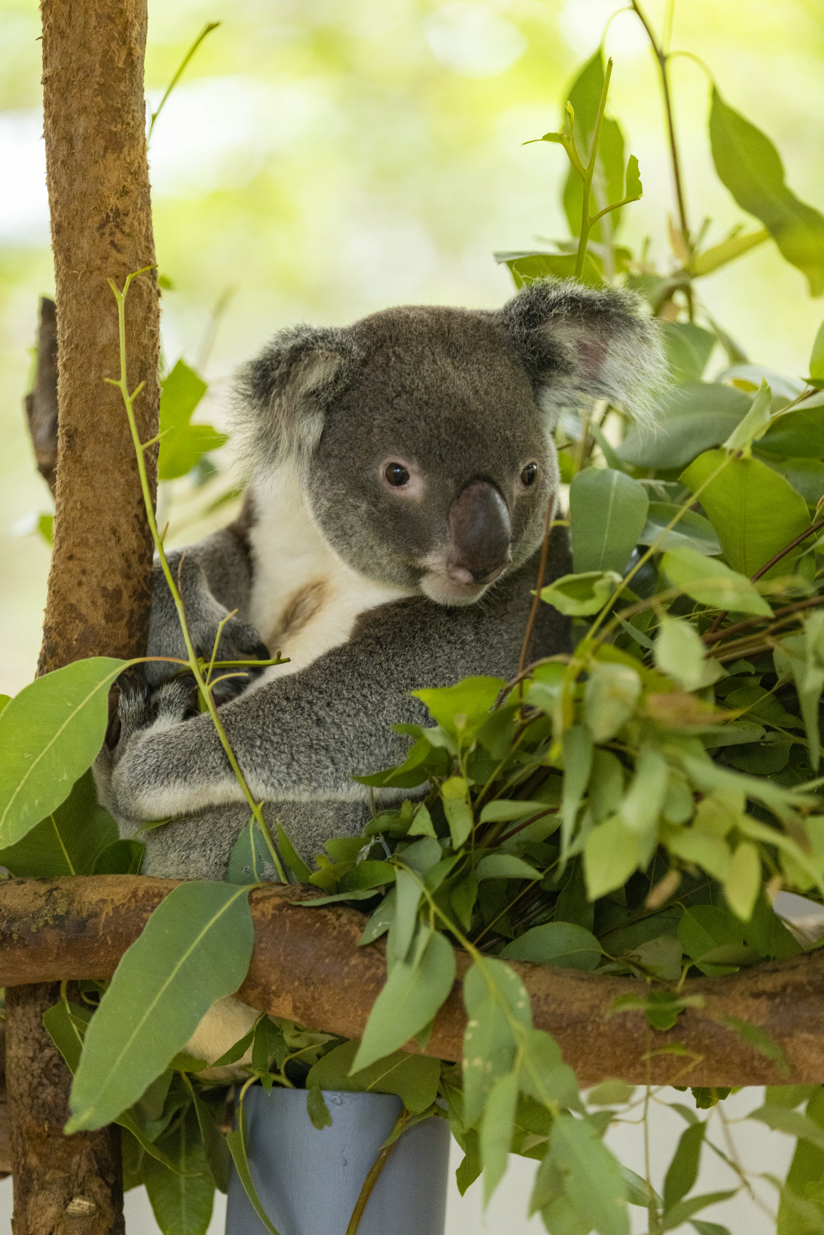 Koala rests in eucalyptus tree