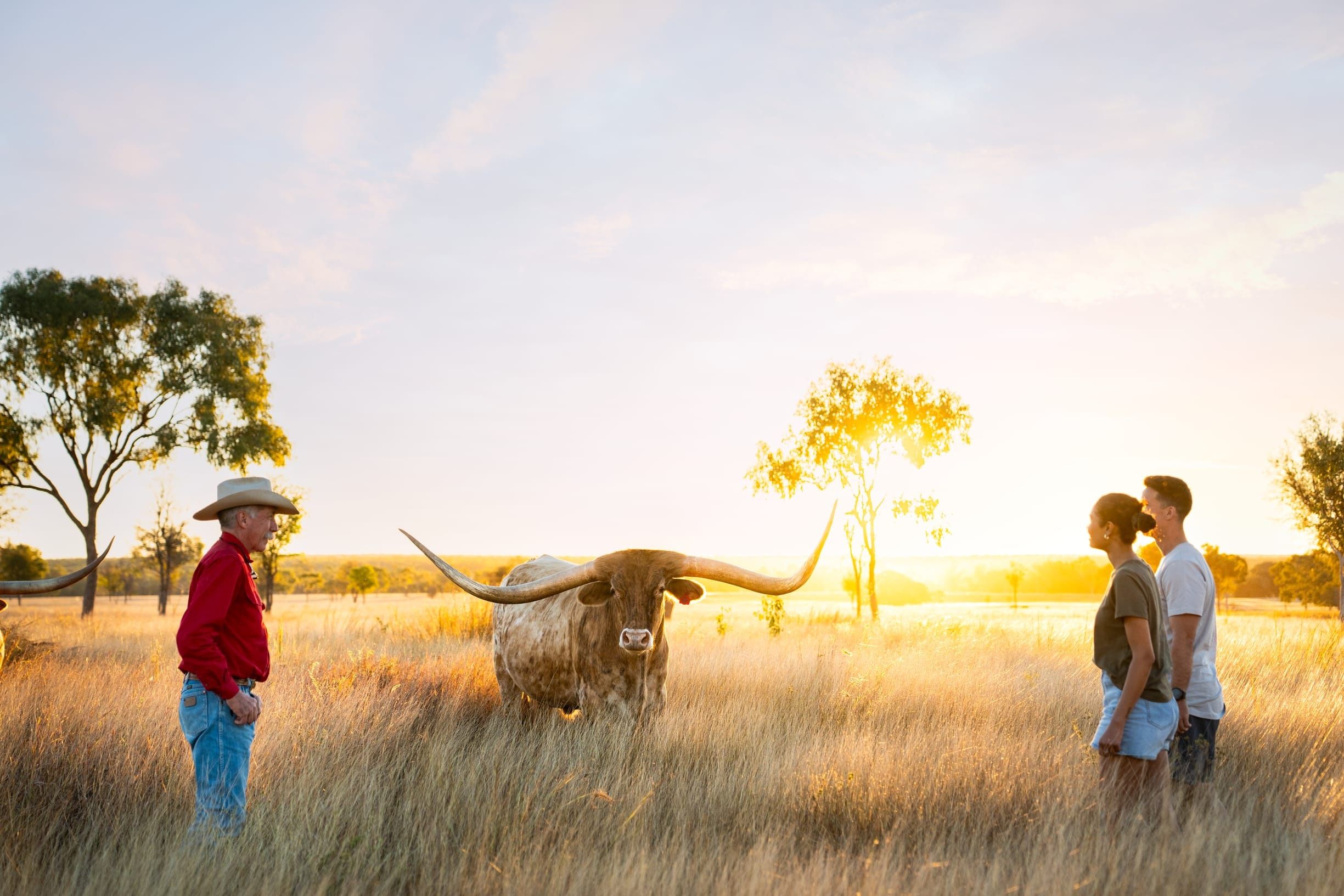 Couple and tour guide standing in a paddock with a Texas Longhorn cow, on safari with Texas Longhorn Tours, Charters Towers