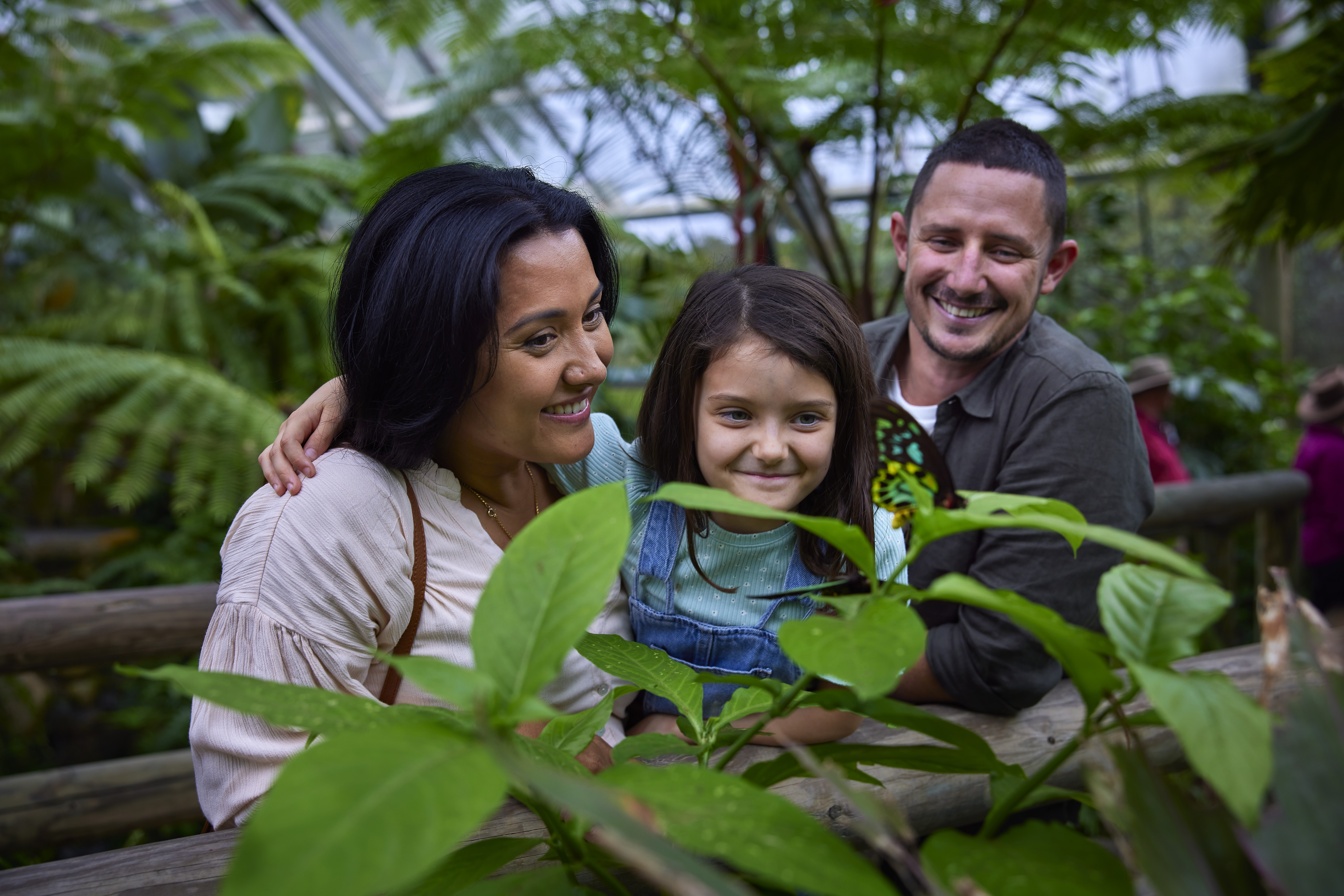 Family looking at butterflies while at the Australian Butterfly Sanctuary, part of a Tropic Wings day tour