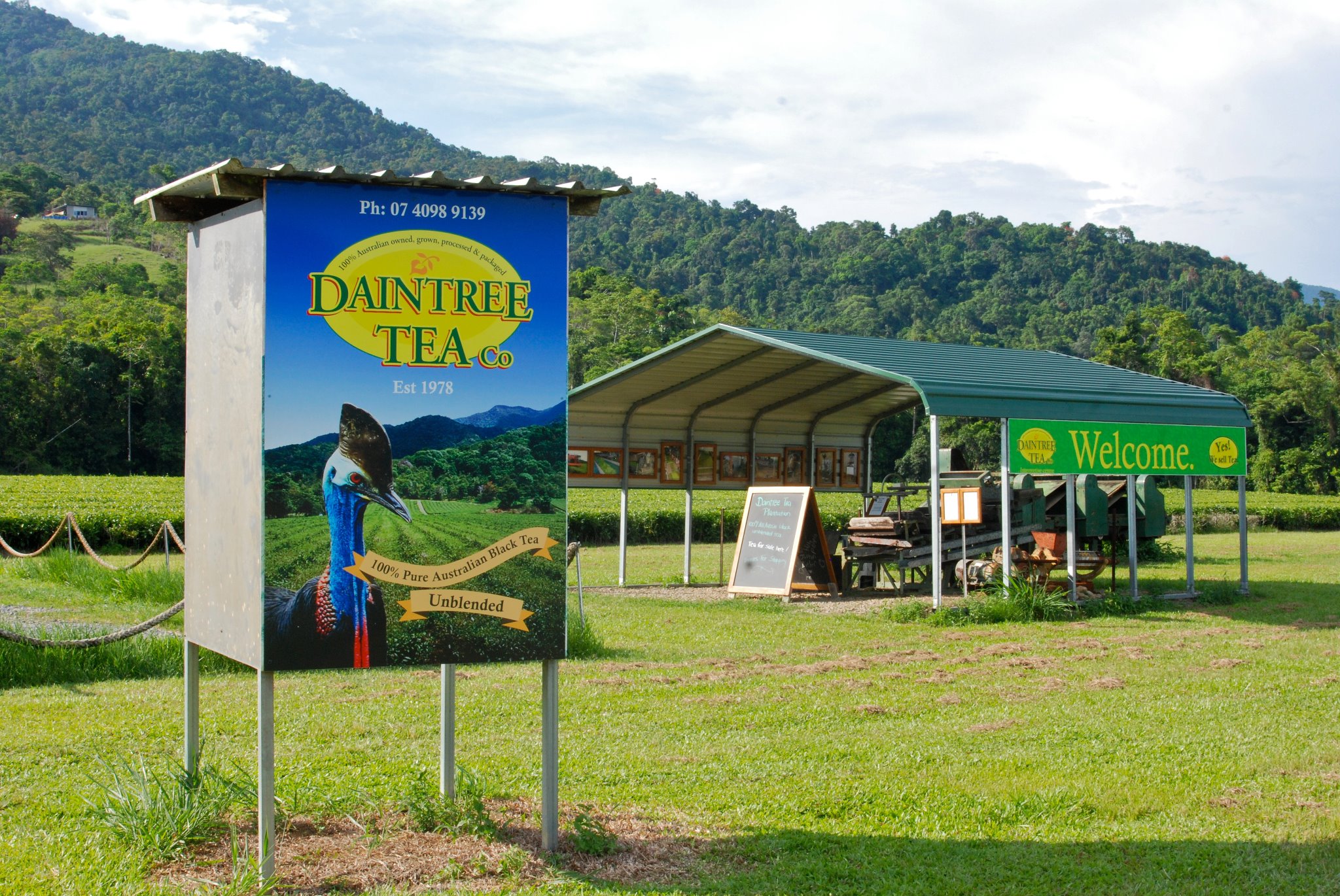 Daintree Tea Daintree Tea