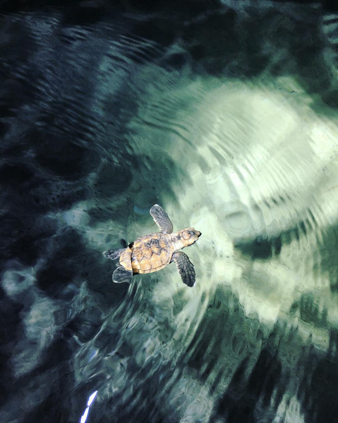 Green turtle | Haggerstone Island Green turtle | Haggerstone Island
