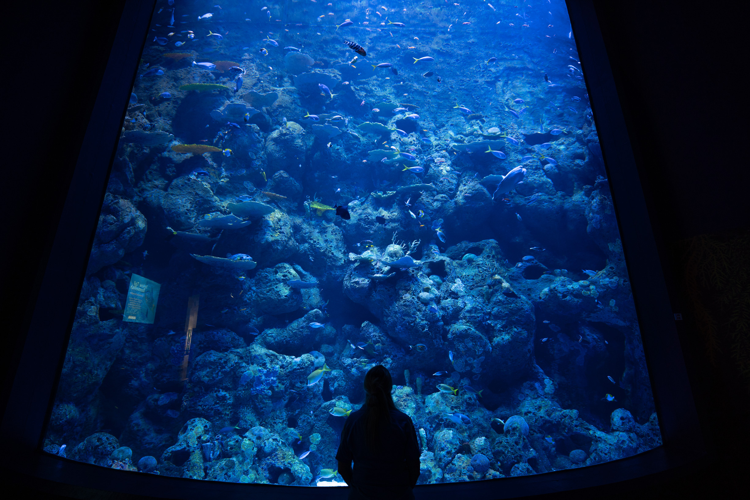 Cairns Aquarium | reef access Cairns Cairns Aquarium | reef access Cairns