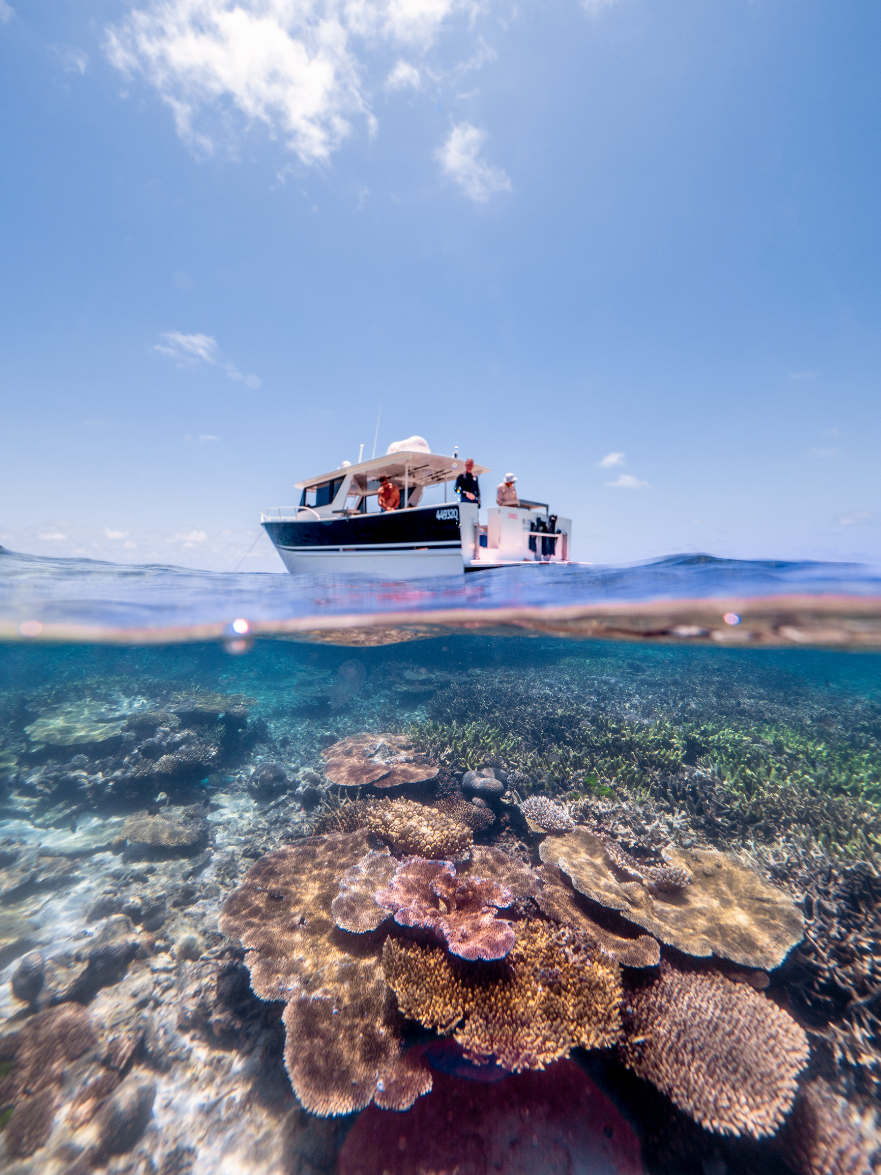 Coral at Haggerstone Island | Great Barrier Reef luxury Coral at Haggerstone Island | Great Barrier Reef luxury