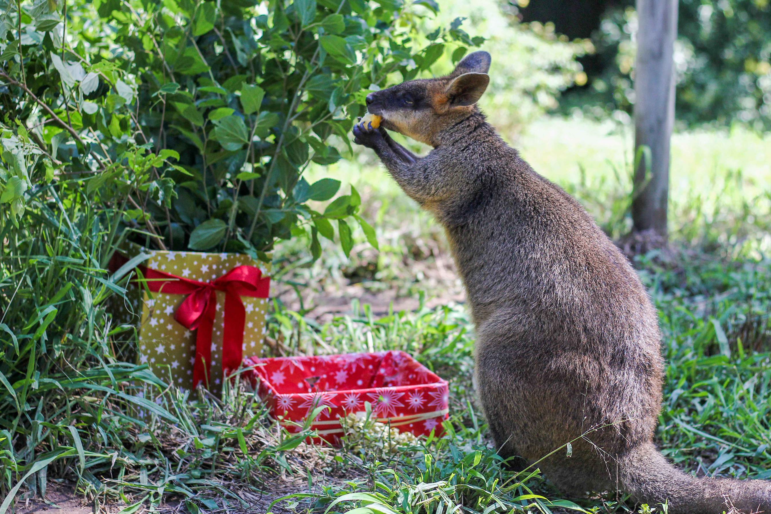 Wallaby eating mango at Lone Pine Koala Sanctuary