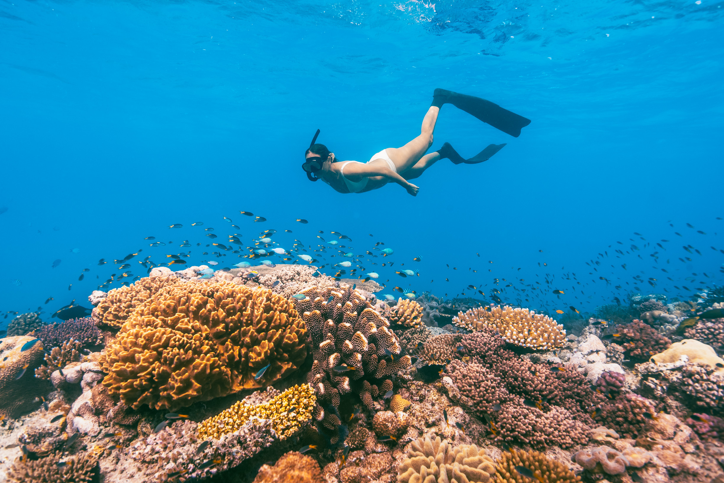 Diver snorkelling on Beaver Reef Diver snorkelling on Beaver Reef
