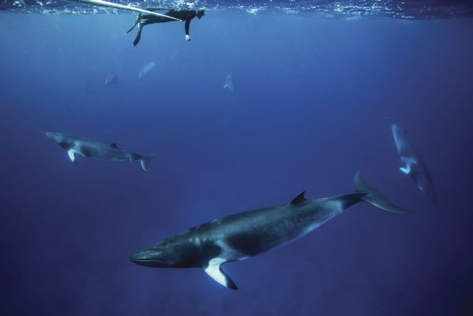 Minke whales | Epic Queensland ideas for your big-ticket holiday Minke whales | Epic Queensland ideas for your big-ticket holiday