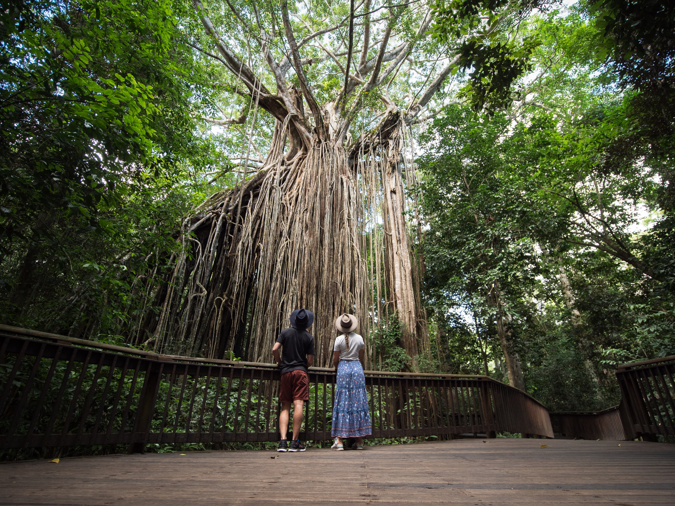 Couple looking at Curtain Fig Tree