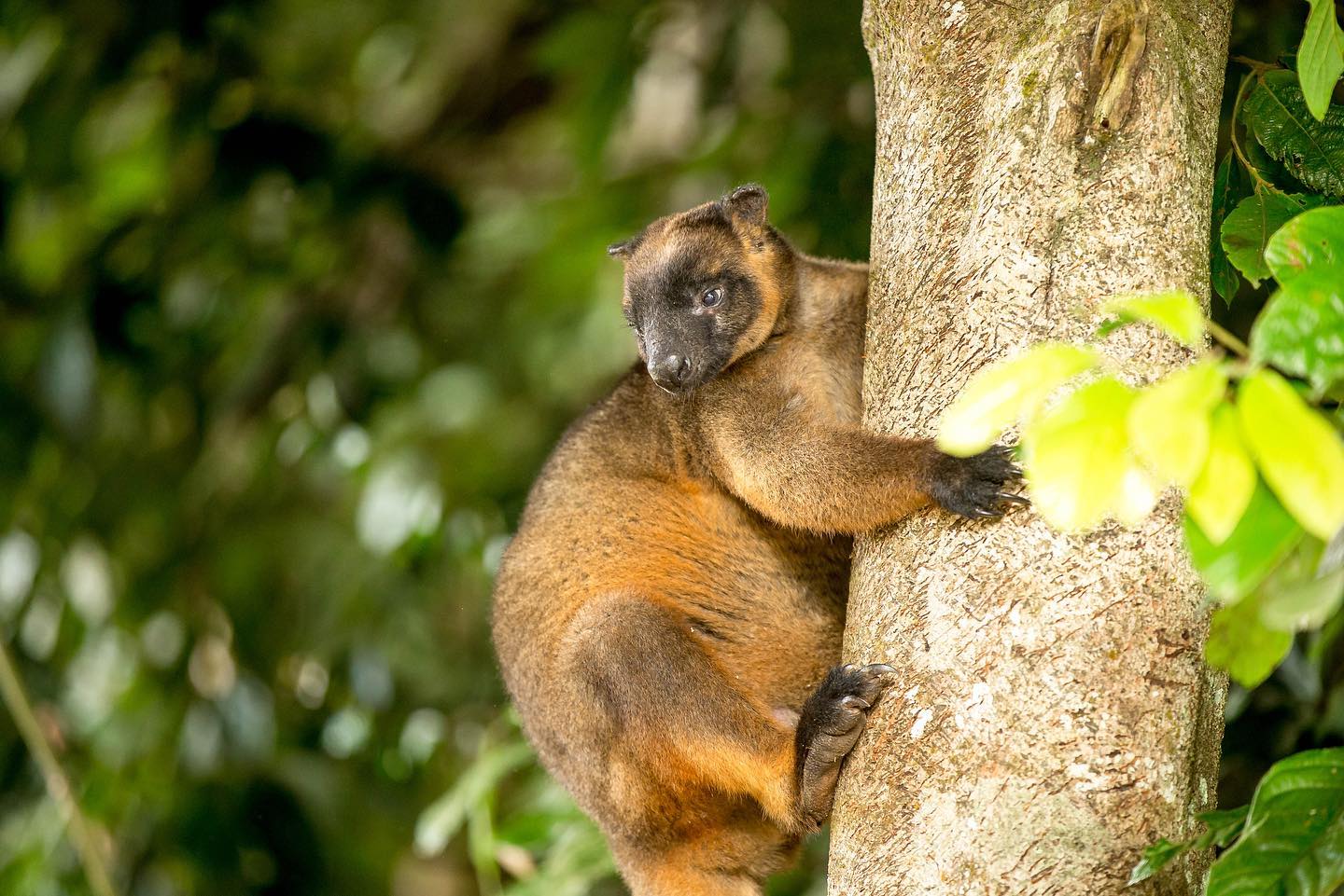 Lumholtz tree kangaroo Lumholtz tree kangaroo