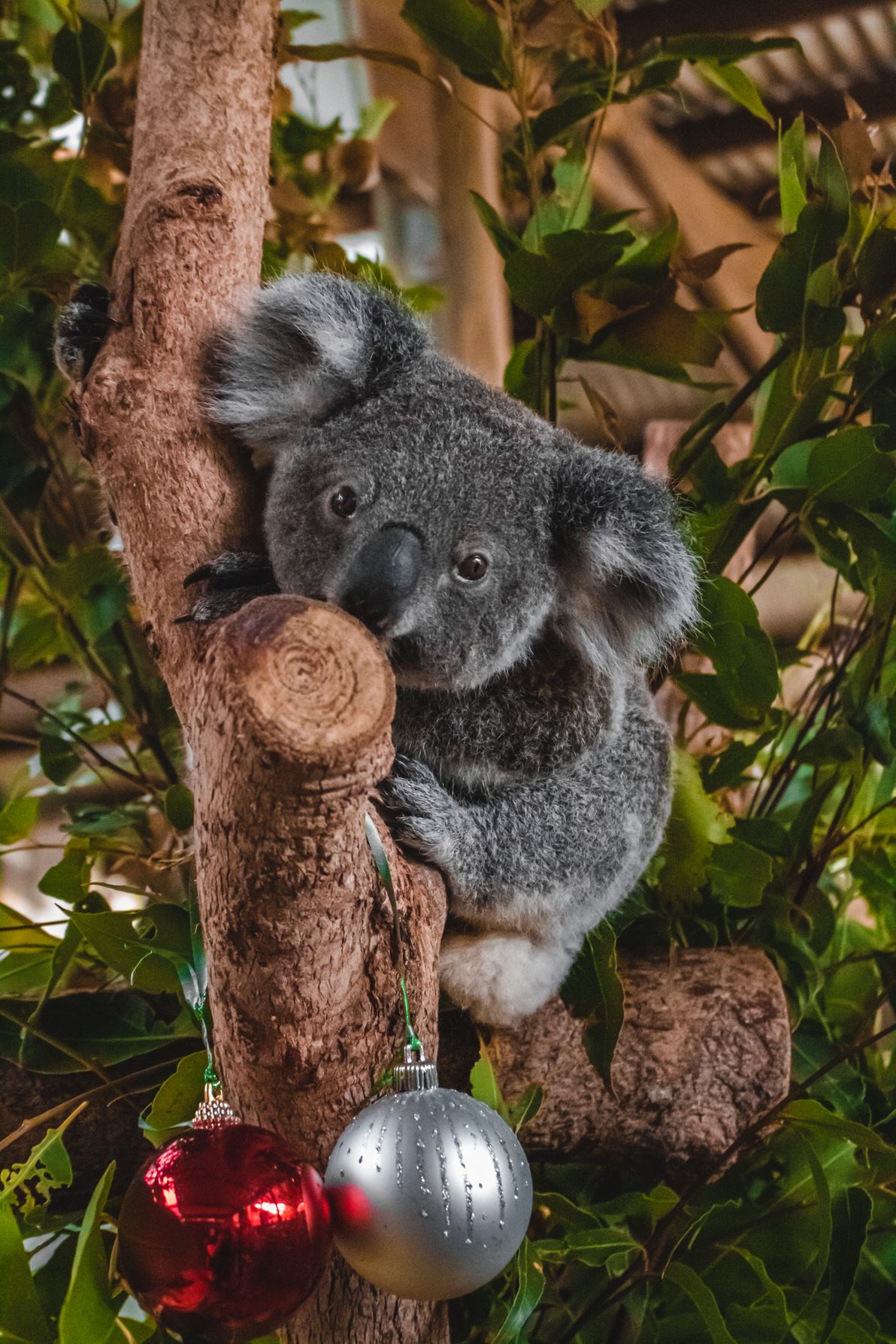 koala in tree with a Christmas decoration 