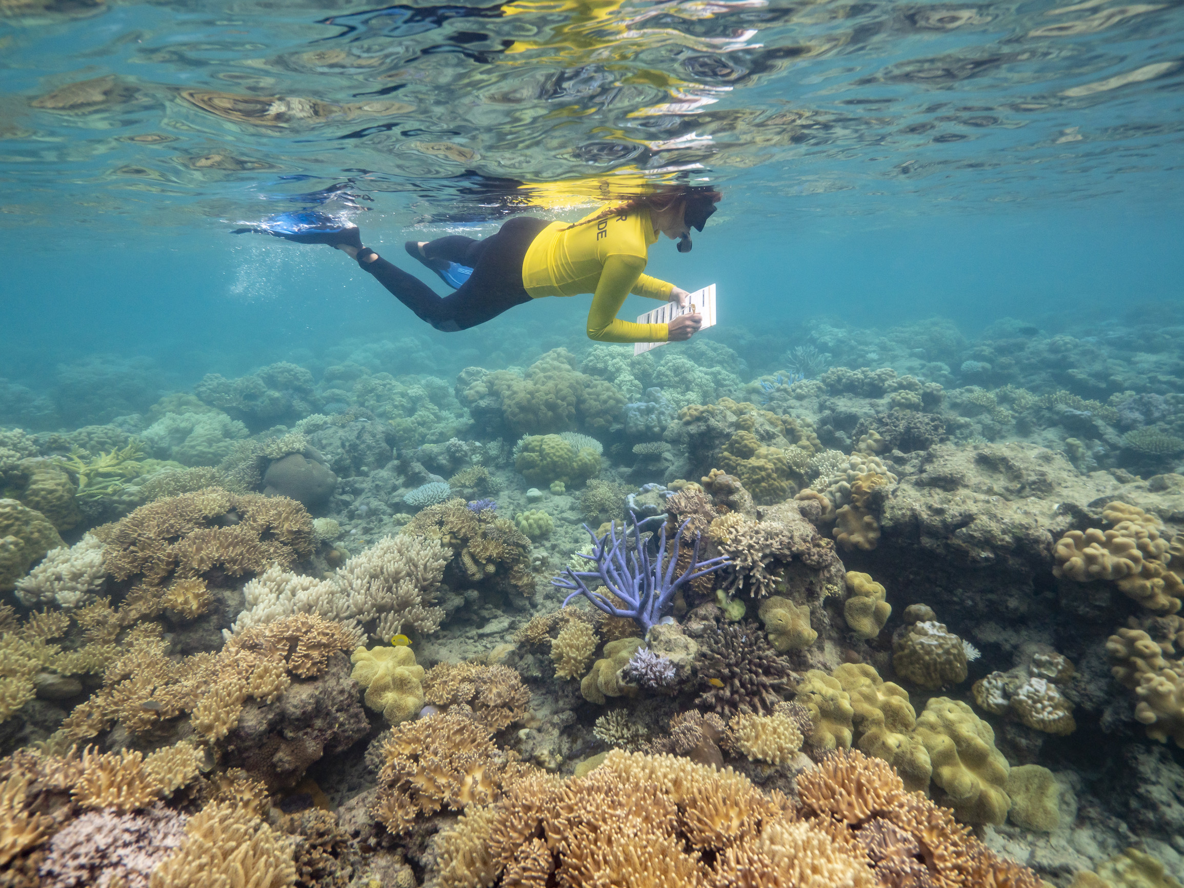 Master Reef Guide Great Barrier Reef Master Reef Guide Great Barrier Reef