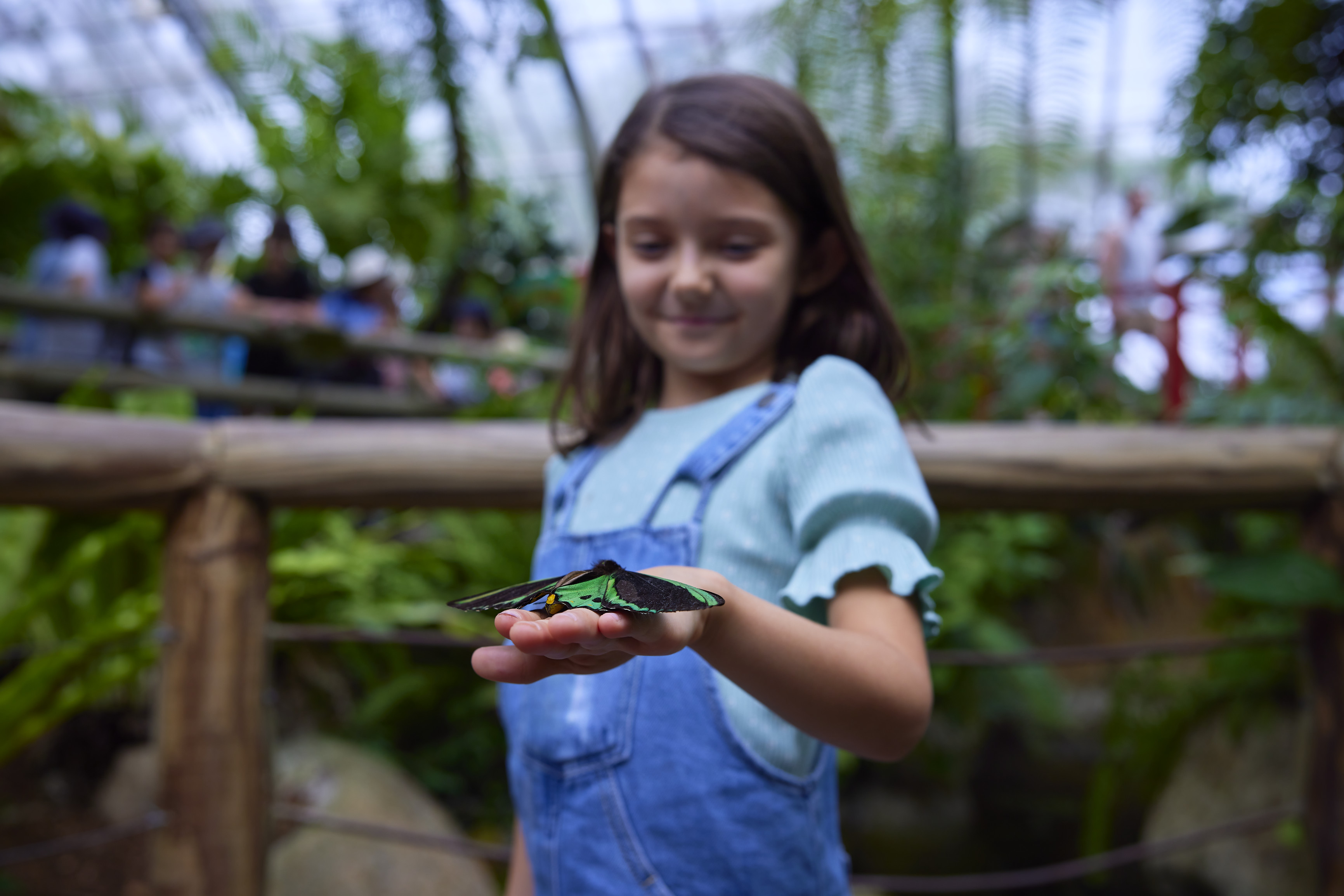 Young girl looking at butterflies while at the Australian Butterfly Sanctuary, part of a Tropic Wings Cairns Tours day tour | things to do school holidays Cairns Great Barrier Reef