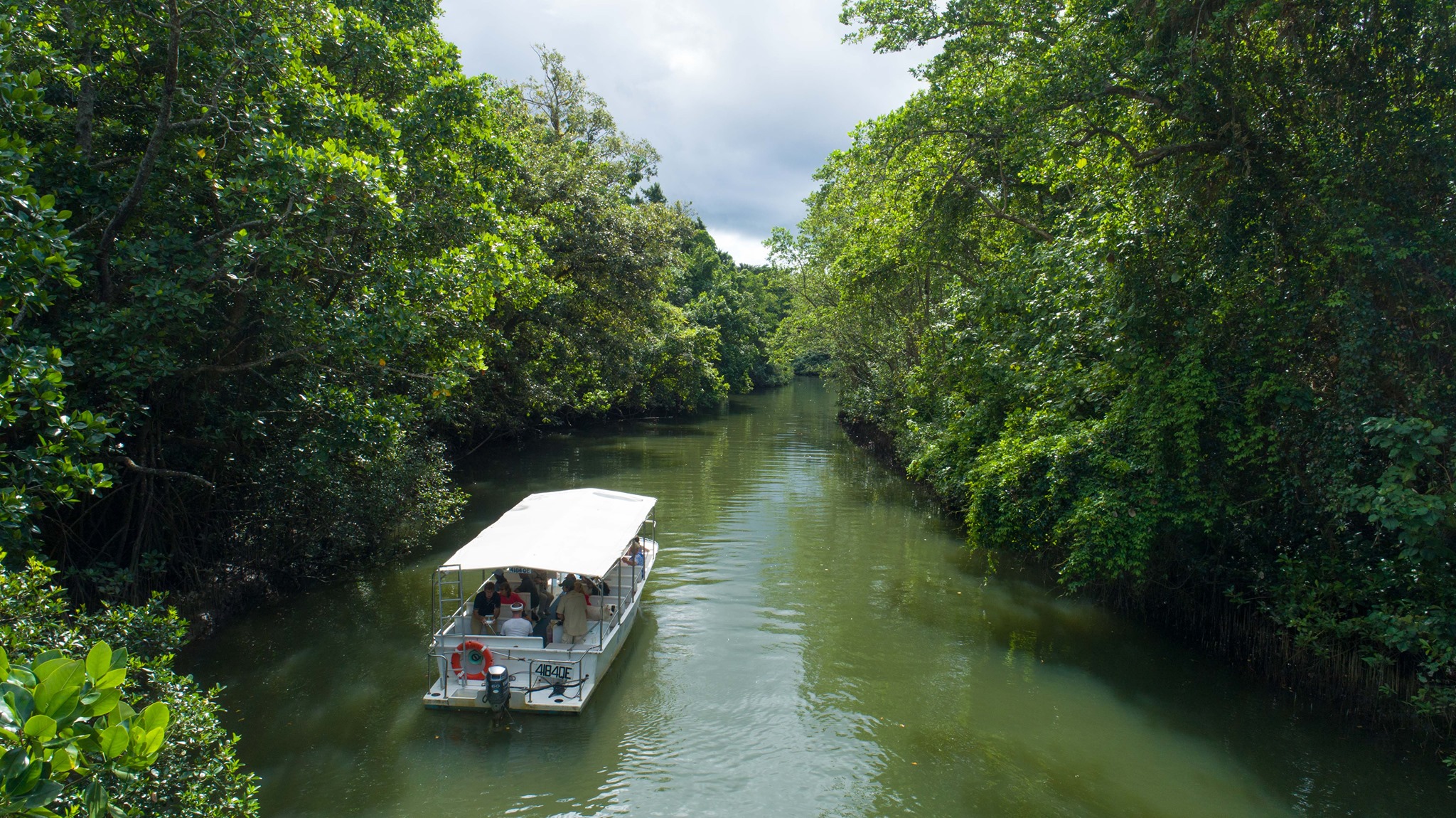 Daintree River Cruise with Billy Tea Safaris | guided tours Queensland Daintree River Cruise with Billy Tea Safaris | guided tours Queensland
