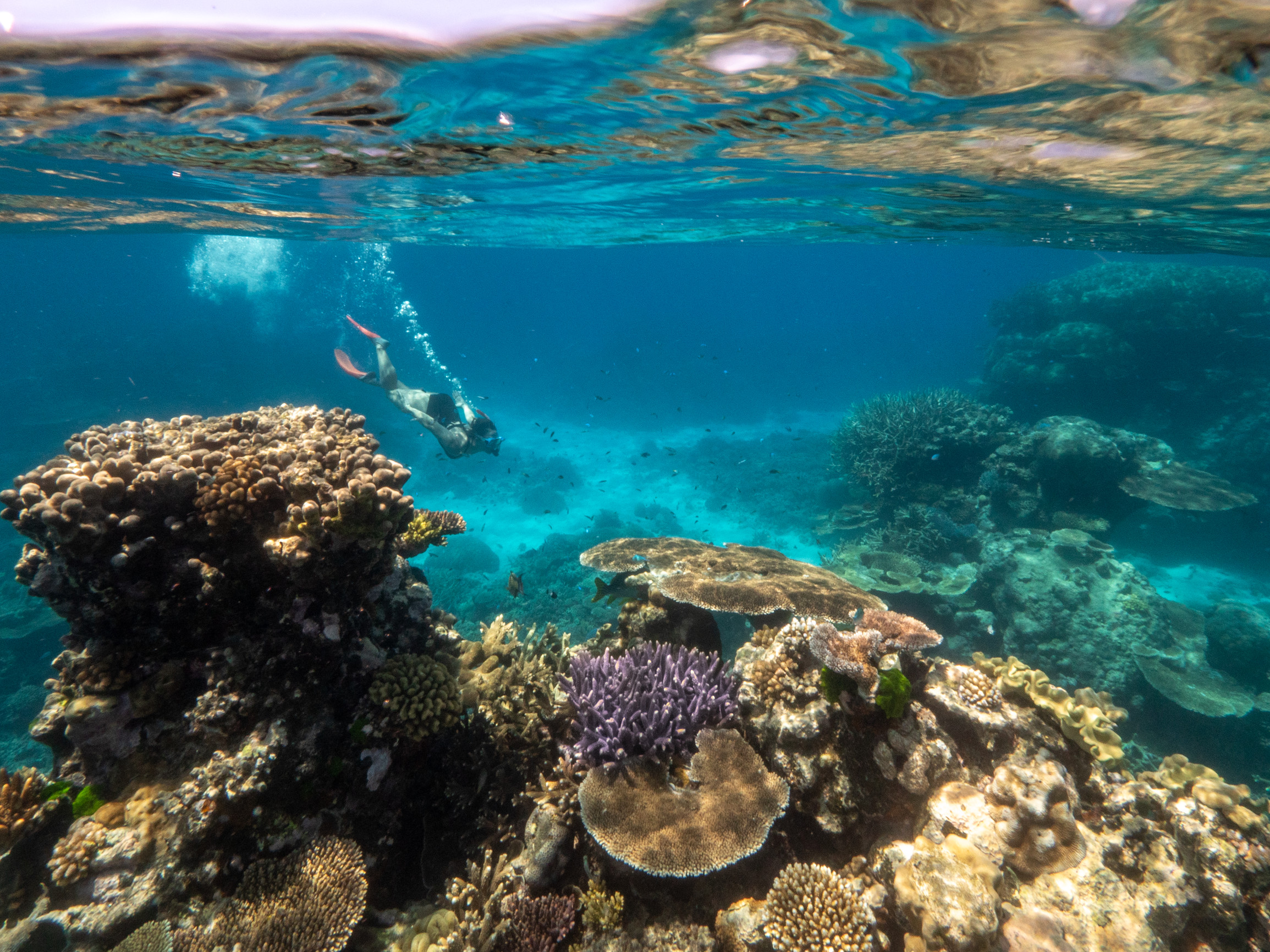 Snorkelling on the Great Barrier Reef with Dreamtime Dive and Snorkel | Solo road trip Cairns Great Barrier Reef Snorkelling on the Great Barrier Reef with Dreamtime Dive and Snorkel | Solo road trip Cairns Great Barrier Reef
