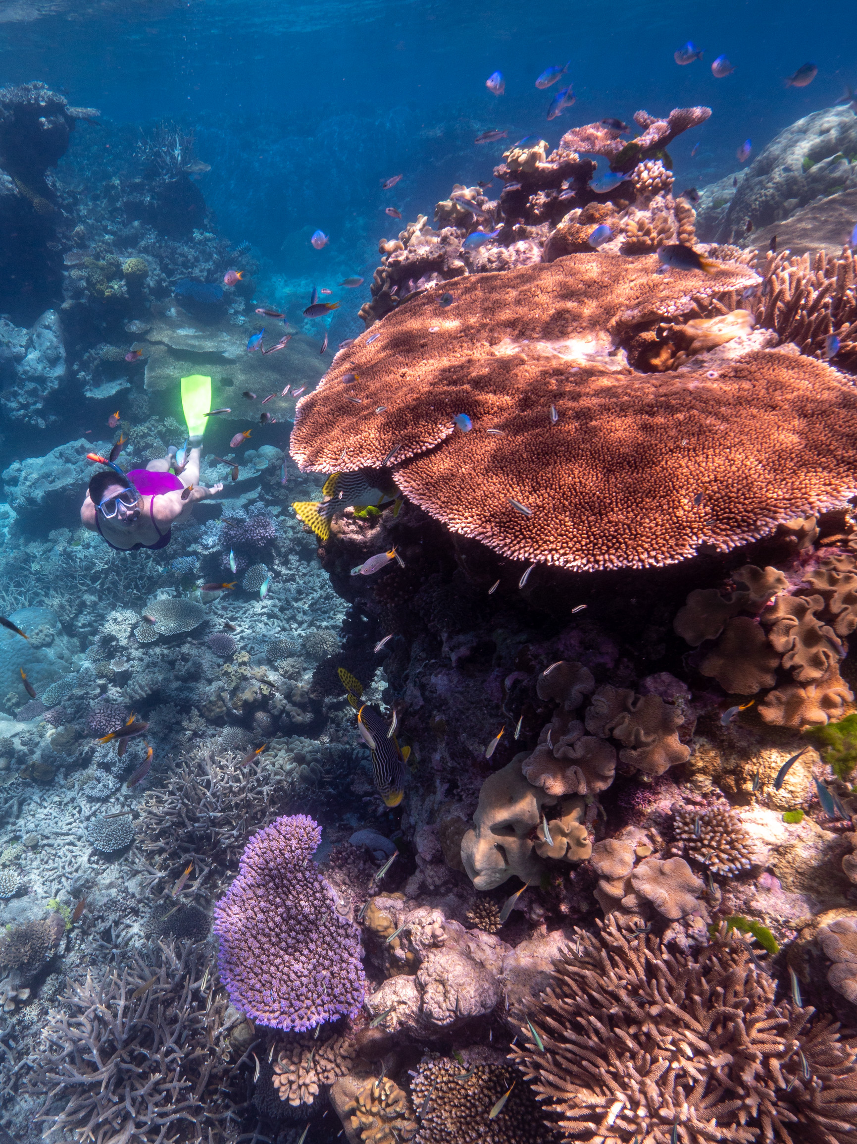 Snorkelling on the Great Barrier Reef, Dreamtime Dive and Snorkel | Cairns and Great Barrier Reef group holiday Snorkelling on the Great Barrier Reef, Dreamtime Dive and Snorkel | Cairns and Great Barrier Reef group holiday