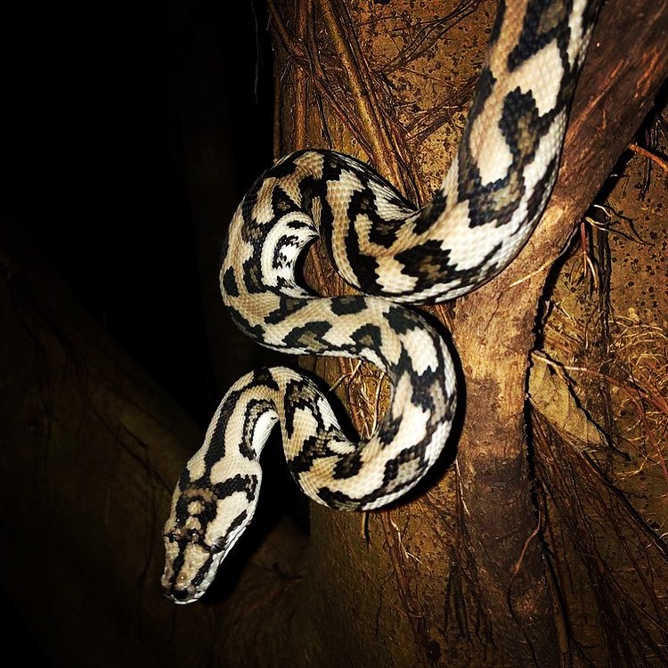 Jungle Escapes Night Walk | what to do in port douglas at night Jungle Escapes Night Walk | what to do in port douglas at night