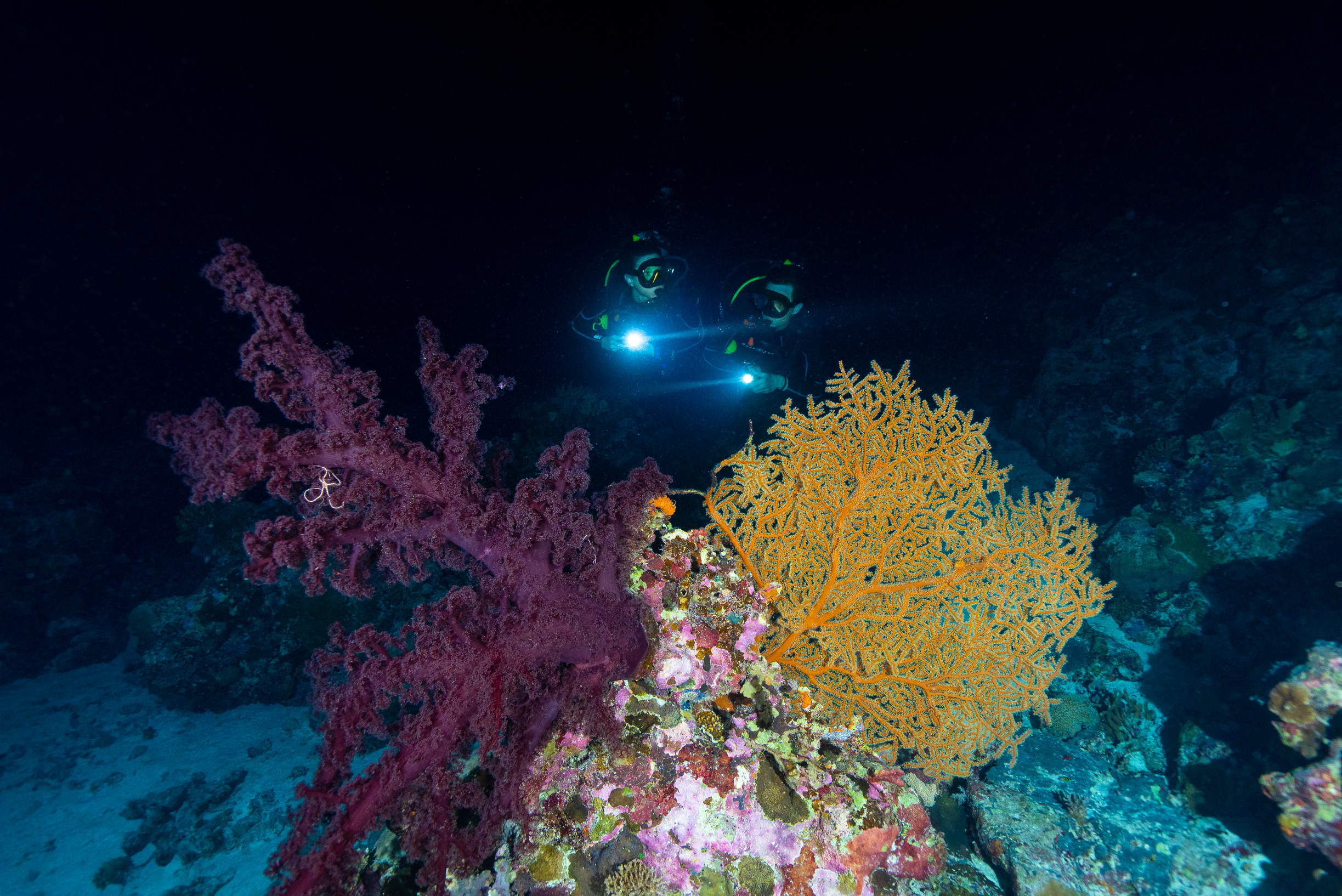 Night Dive on Osprey Reef with Mike Ball Dive Expeditions | things to do at night cairns Night Dive on Osprey Reef with Mike Ball Dive Expeditions | things to do at night cairns
